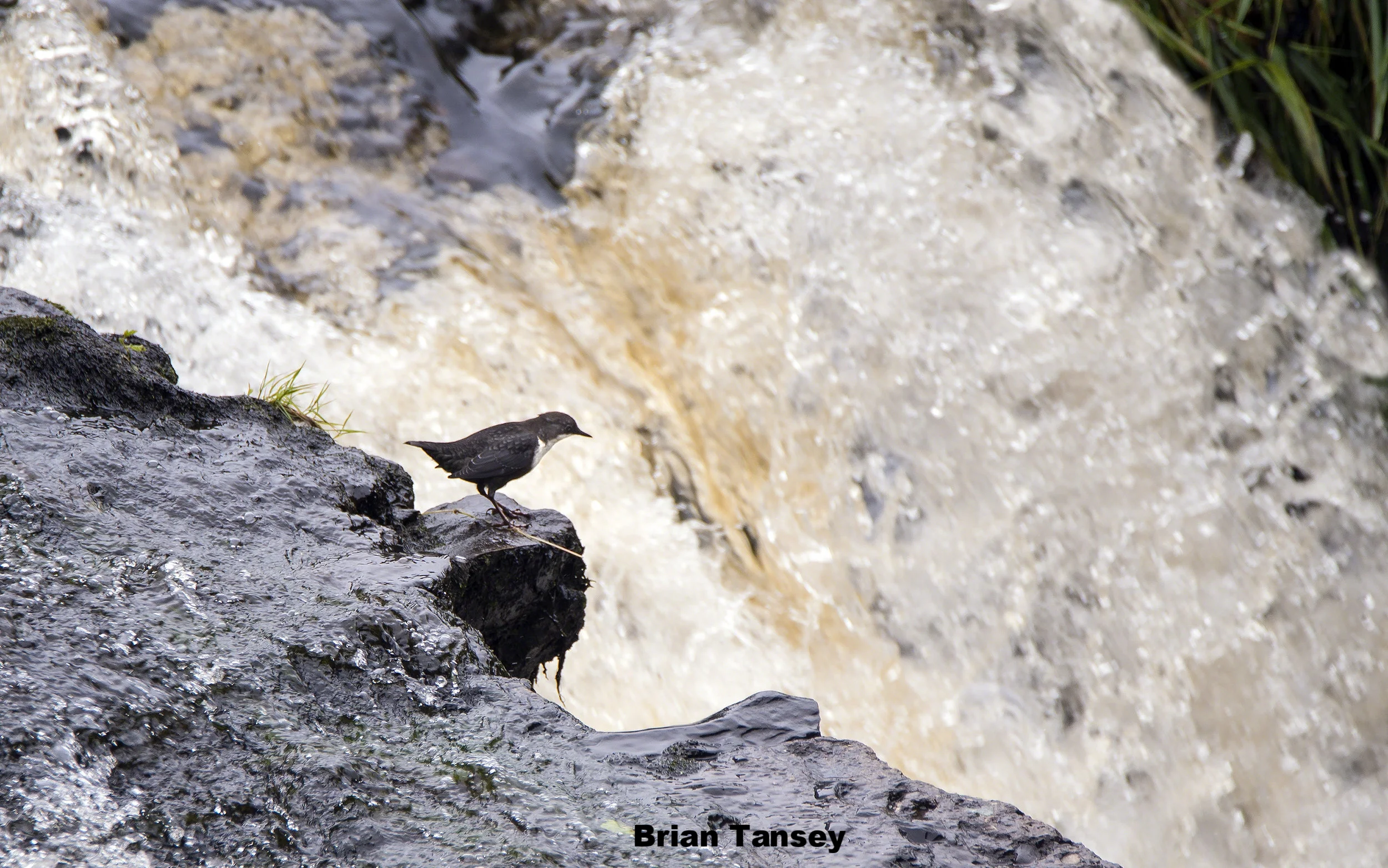 Dipper on the Dodder