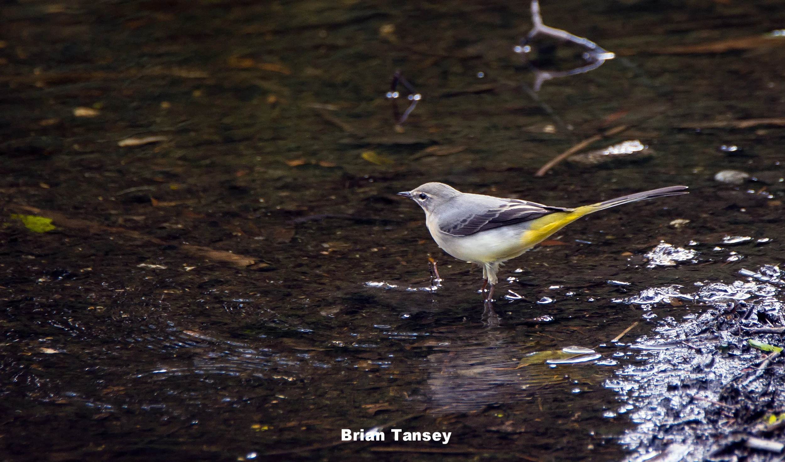 Grey Wagtail