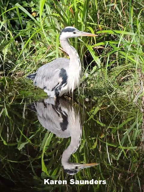 Heron on the Dodder