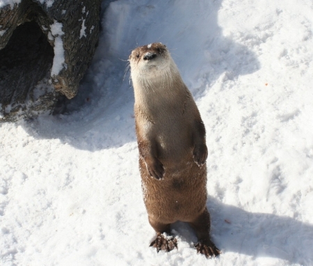 river otter.jpg