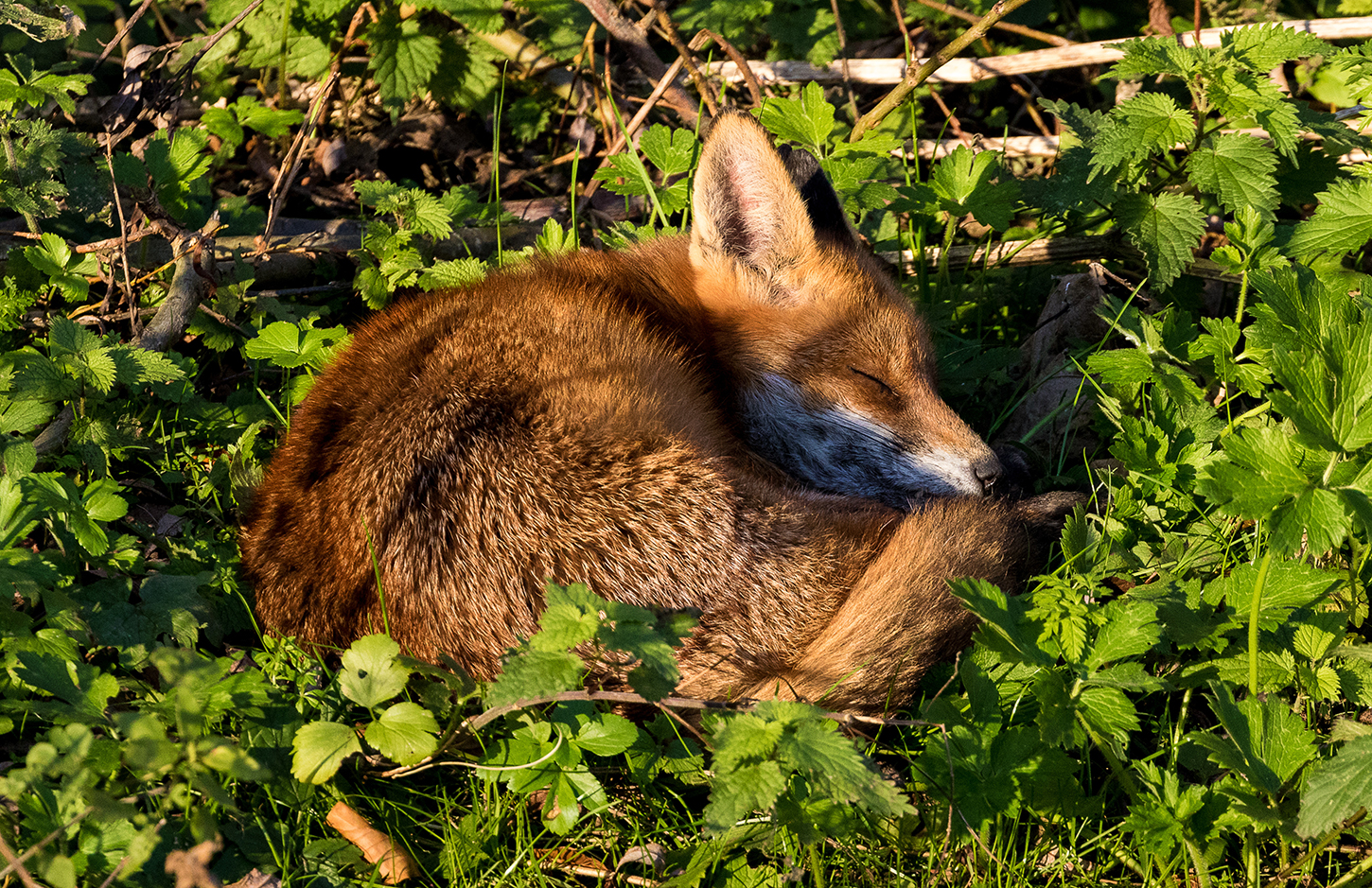 Sleepy_Fox.jpg