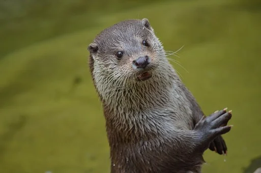 Otter.jpg