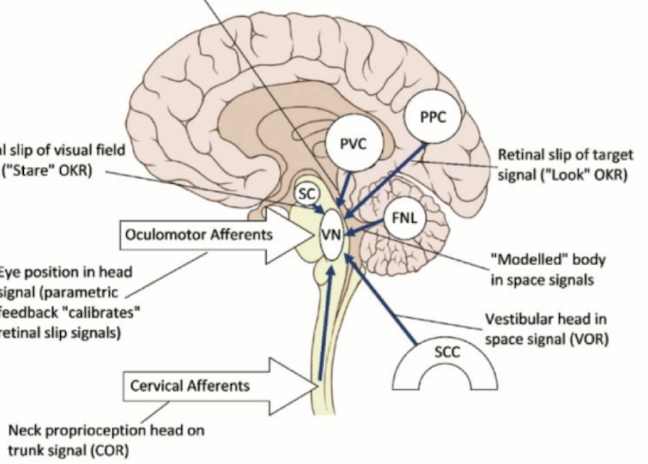 Cervicogenic Dizziness, Cervical Vertigo, Dizziness, Neck Pain, Concussion, Whiplash, Proprioception