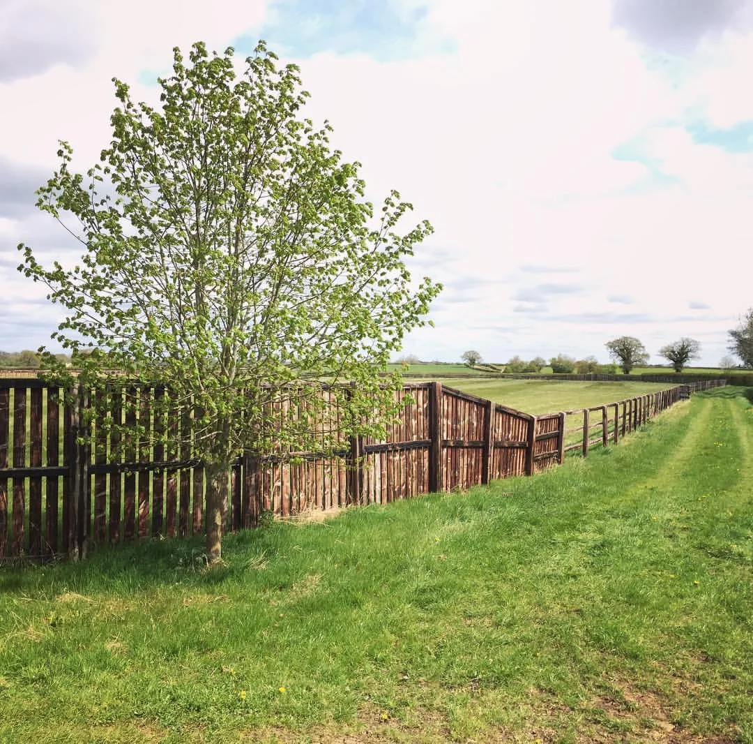 tree and fence.JPG