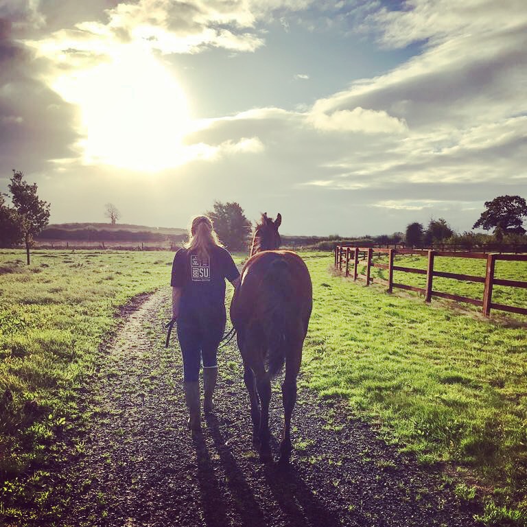 horse and sunset.jpg