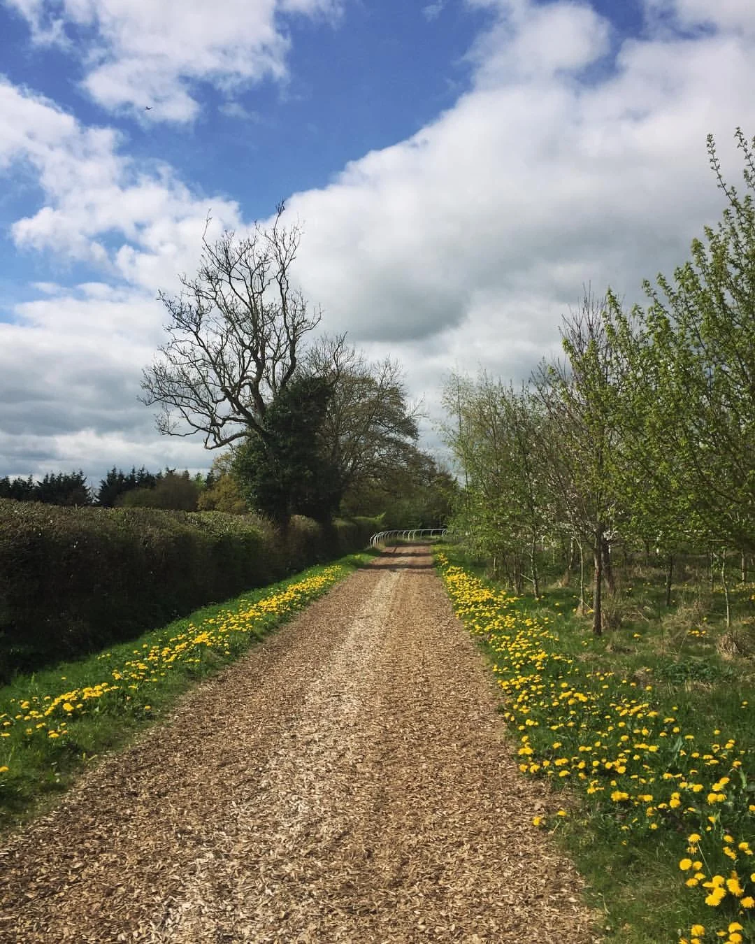 flowers and path.JPG