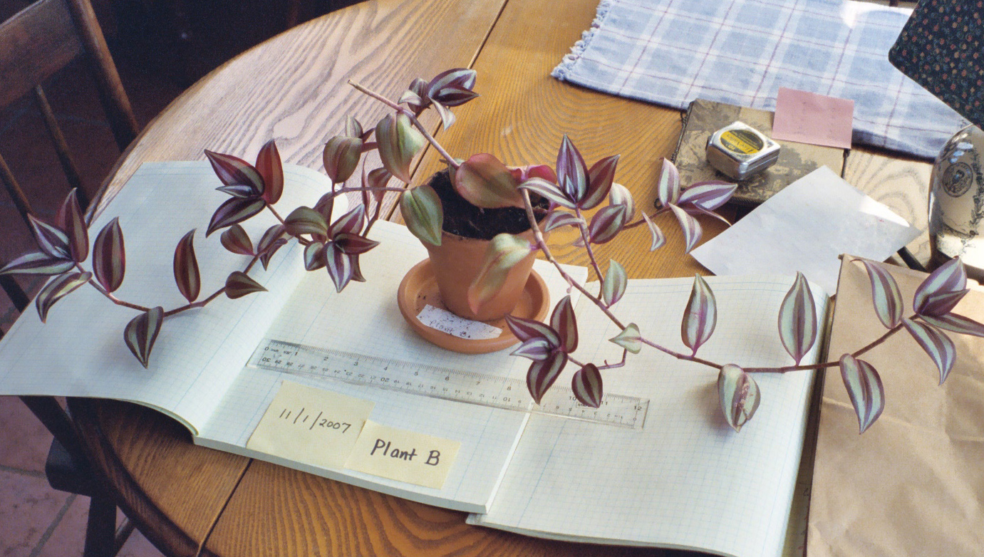Effects of Thoughts on Plants