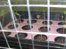 Mung seeds growing hydroponically in the faraday cage under the influence of the electric field.