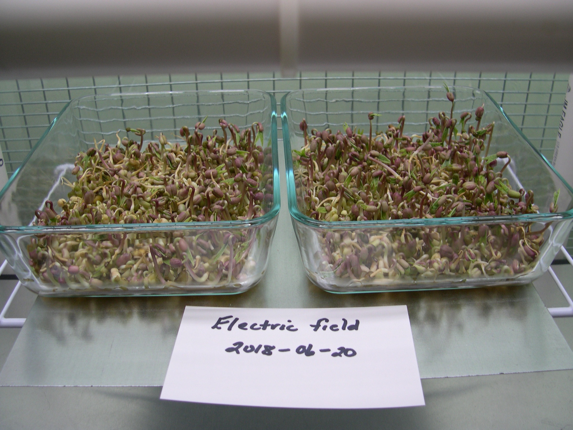Mung Seeds in containers, under electric field