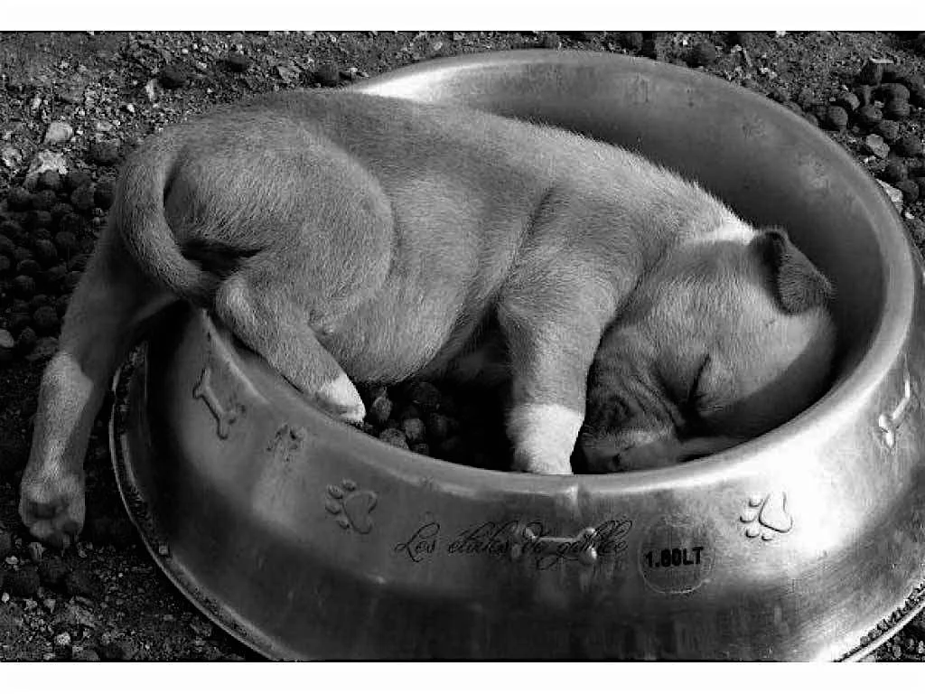 452410-dogs-puppy-sleeping-while-eating.png