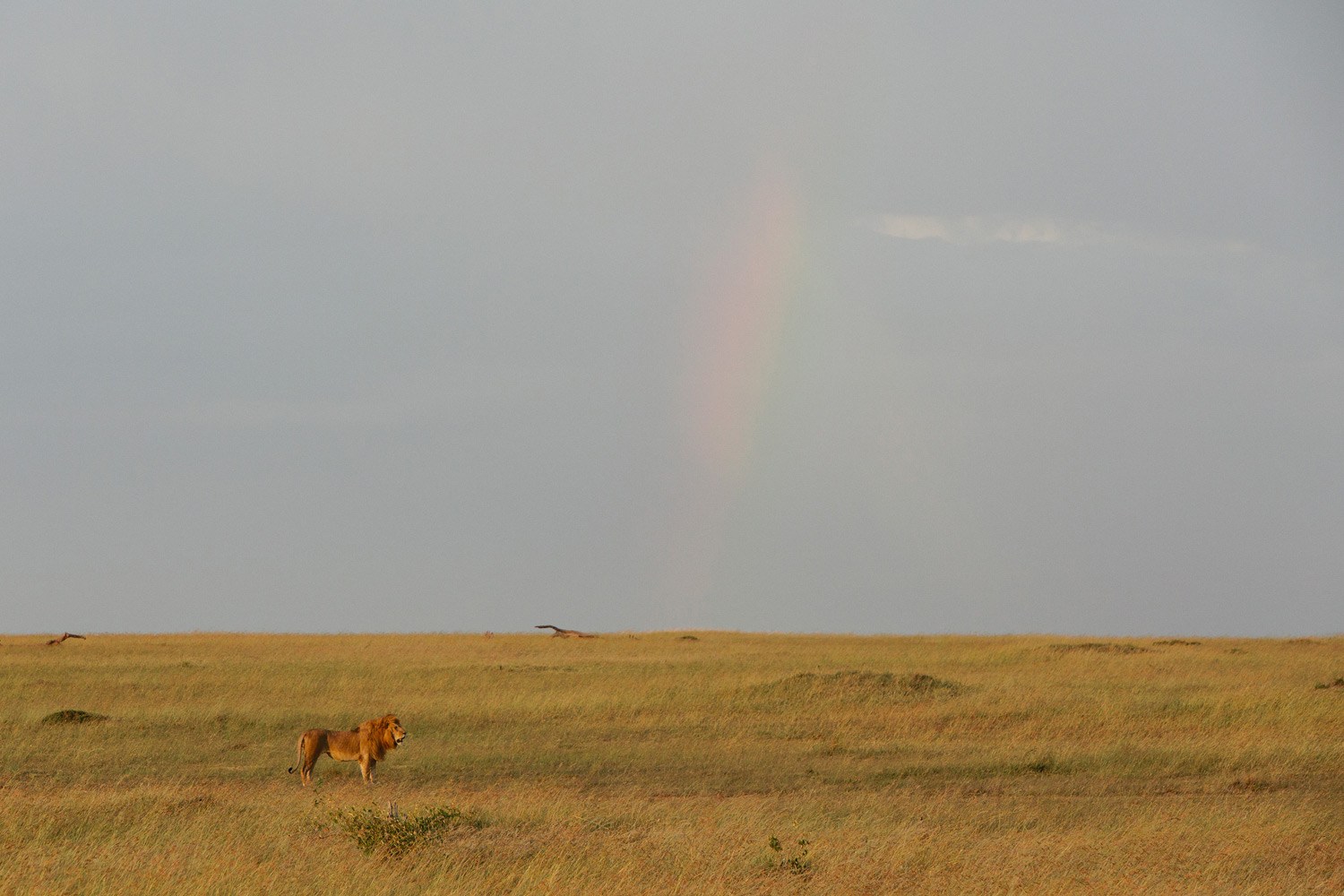 MaasaiMara-3O2A1958.jpg