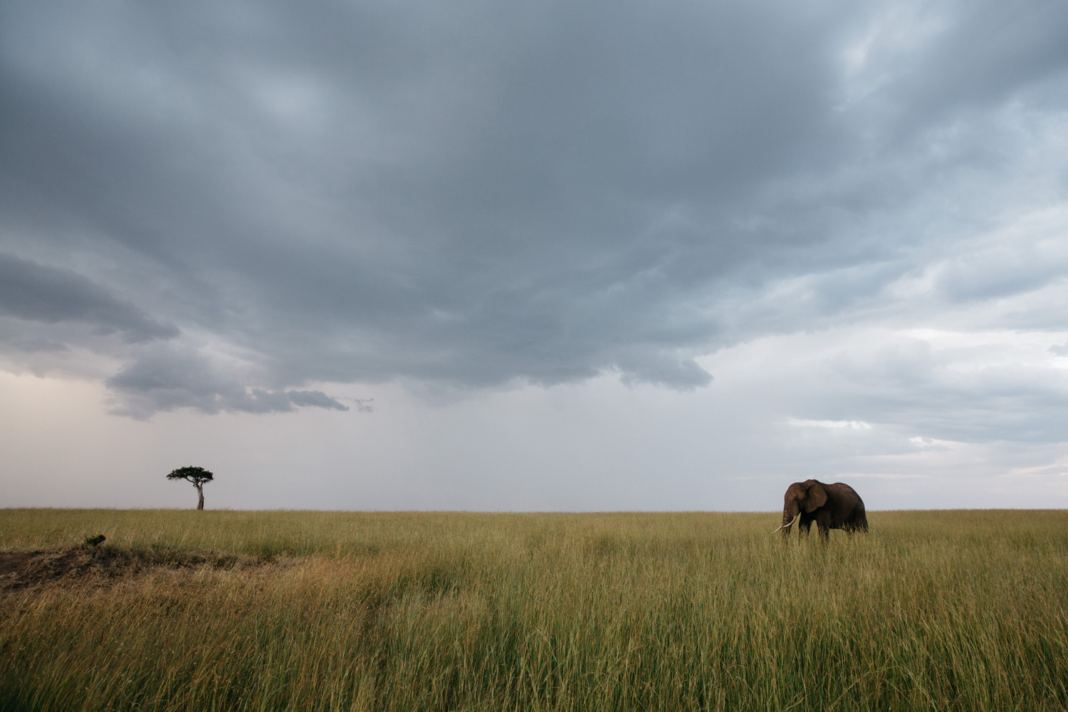 MaasaiMara-3O2A2376.jpg