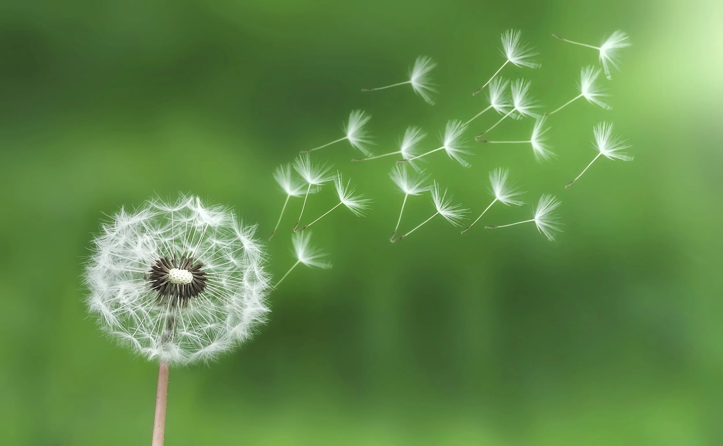 blowing_dandelion_green.jpg