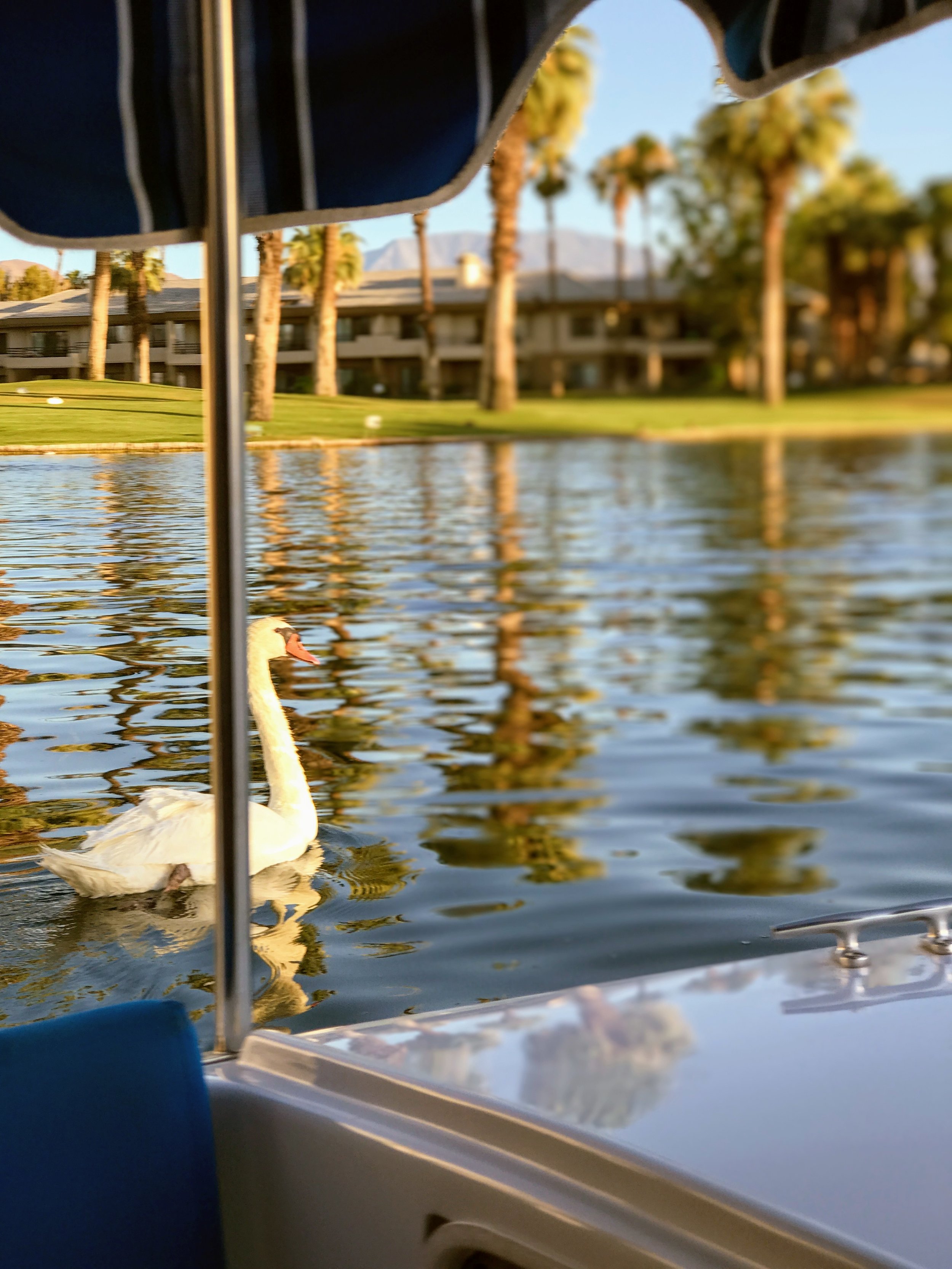 Swans on Boat Charter Ride 