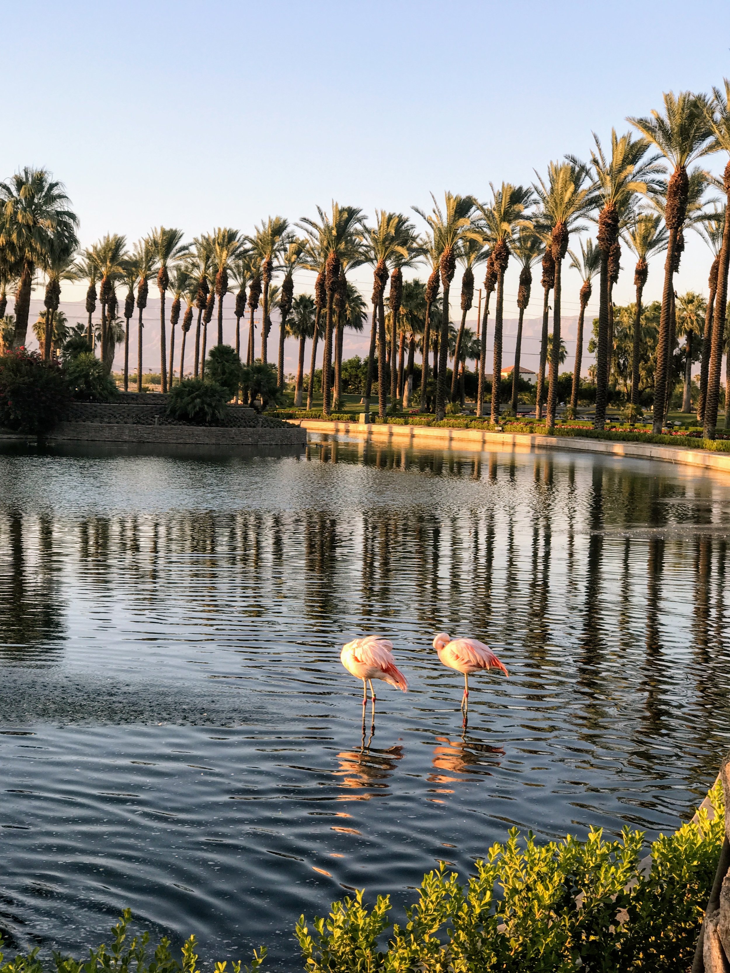 Flamingos @ the Resort