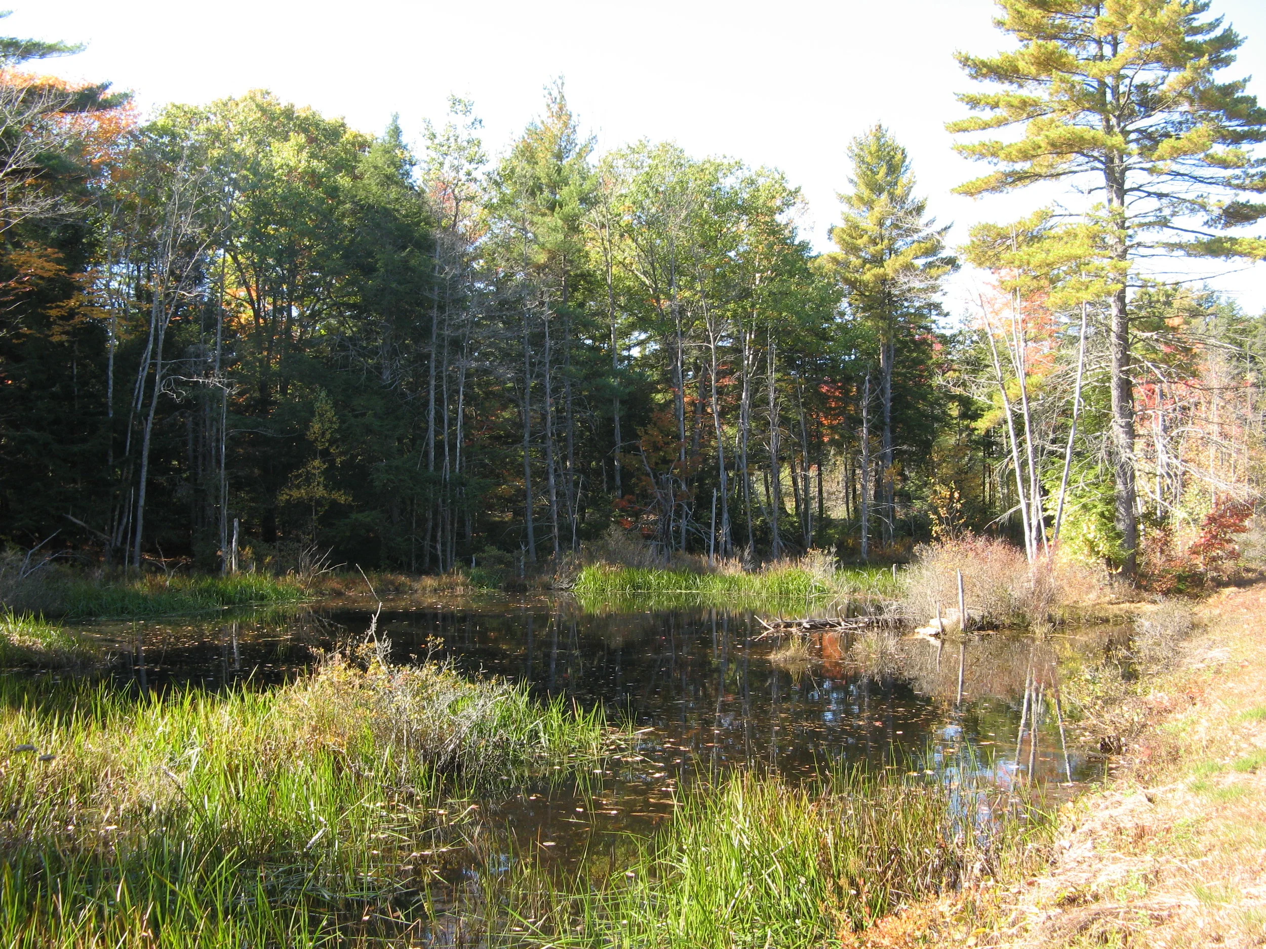 Frog Pond (Penny Asherman) 5.JPG