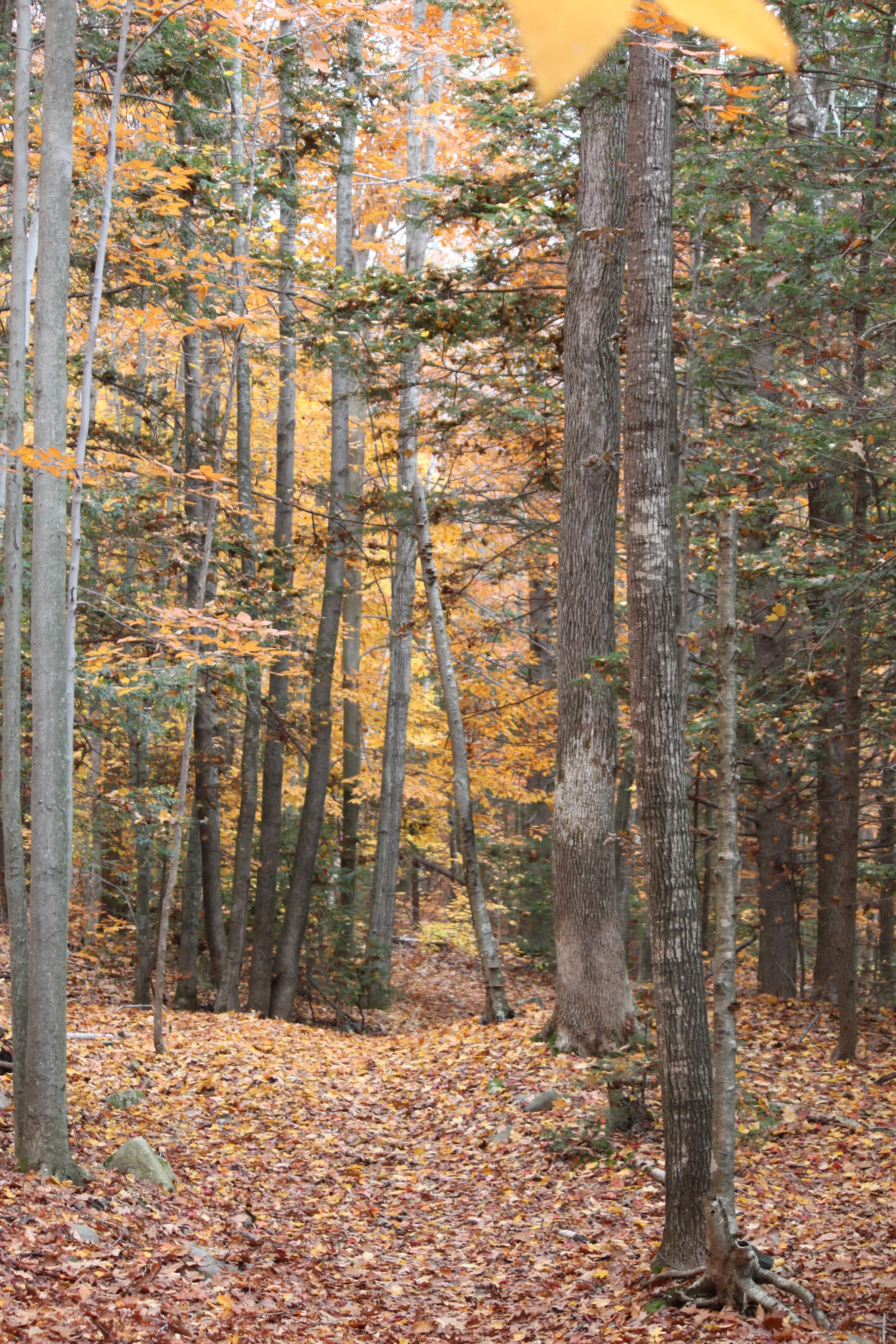 Farwell Forest — Chebeague & Cumberland Land Trust