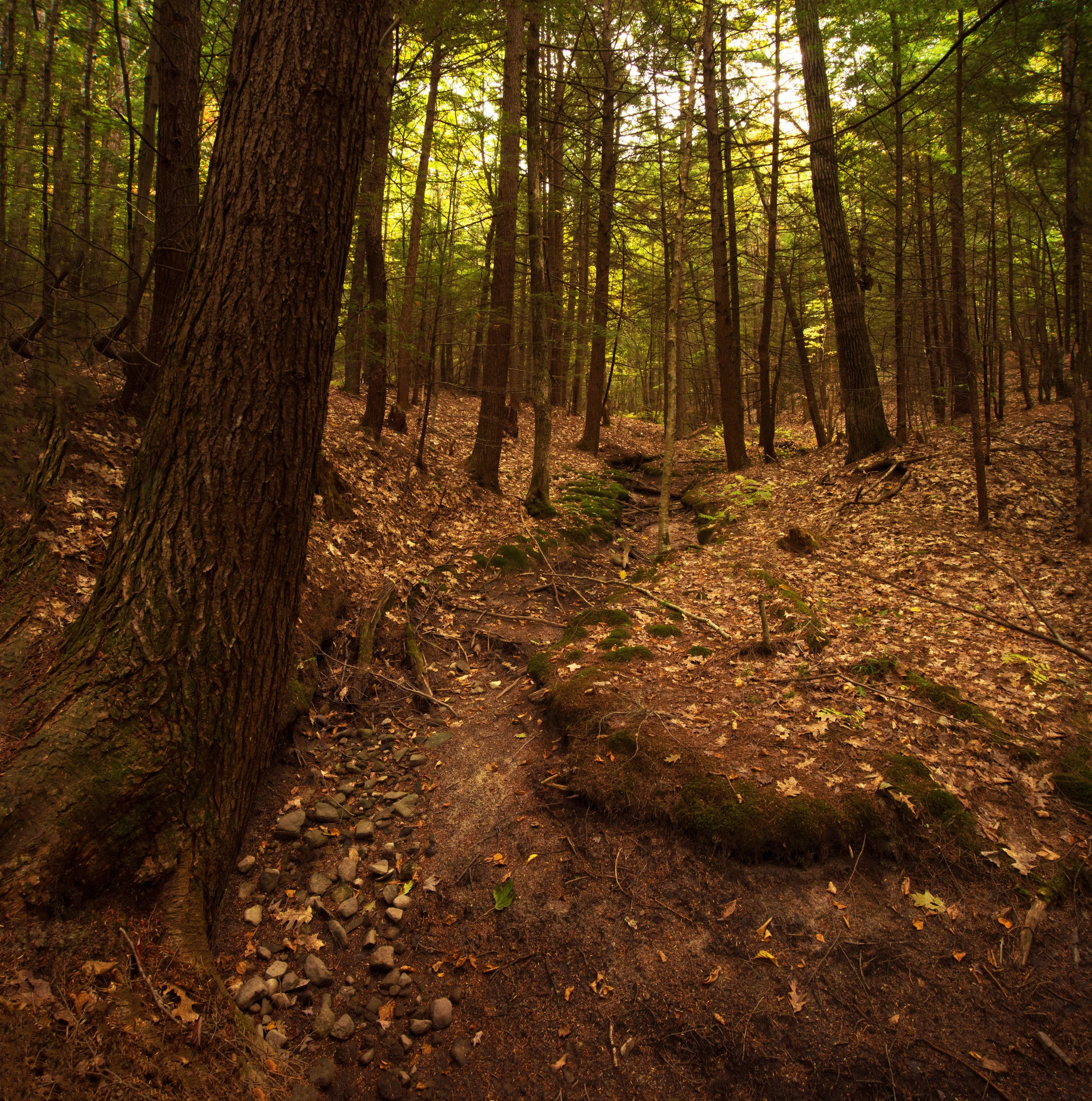 Rock Ridge — Chebeague & Cumberland Land Trust