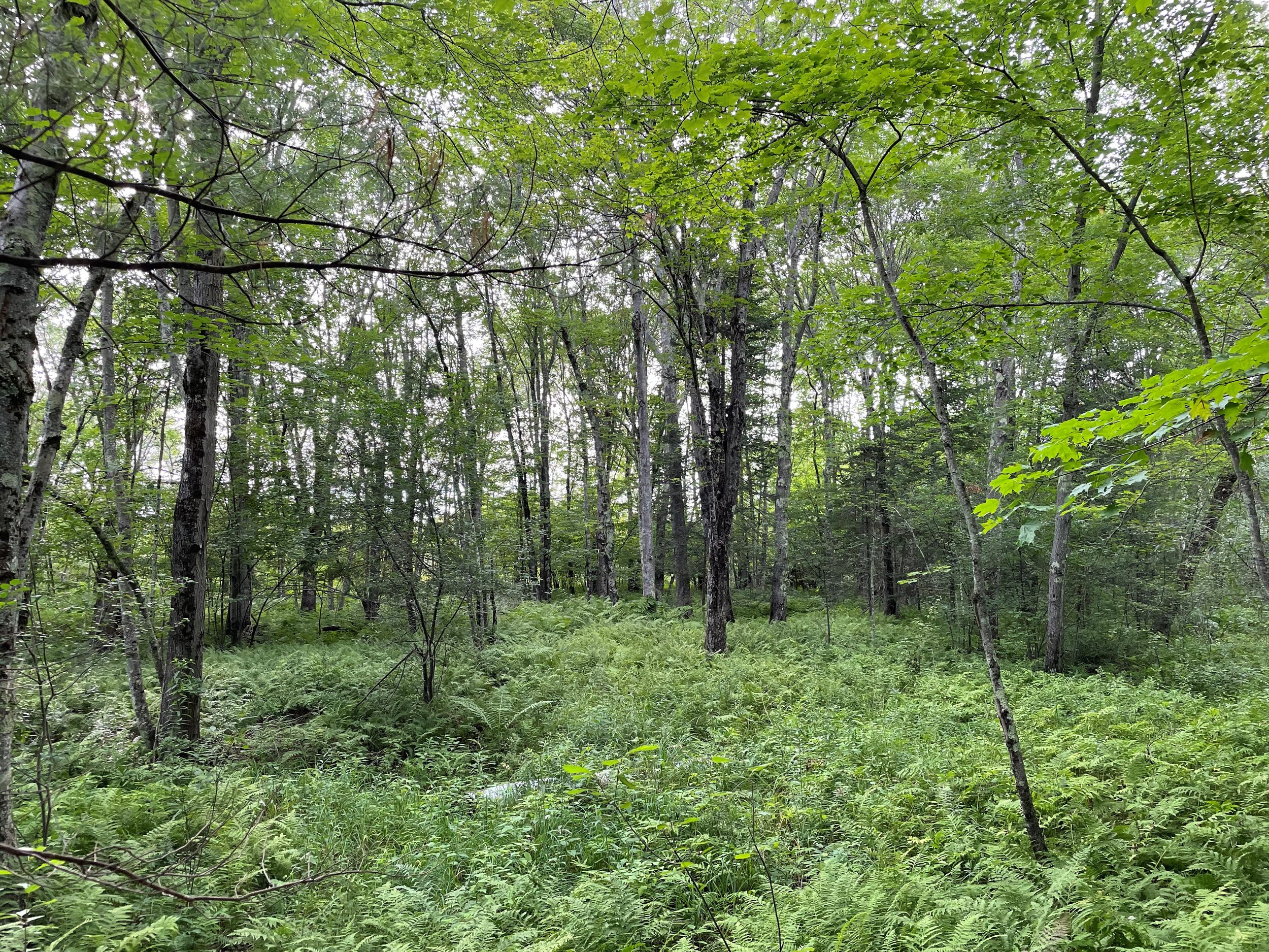 The Farm at LongWoods Preserve — Chebeague & Cumberland Land Trust