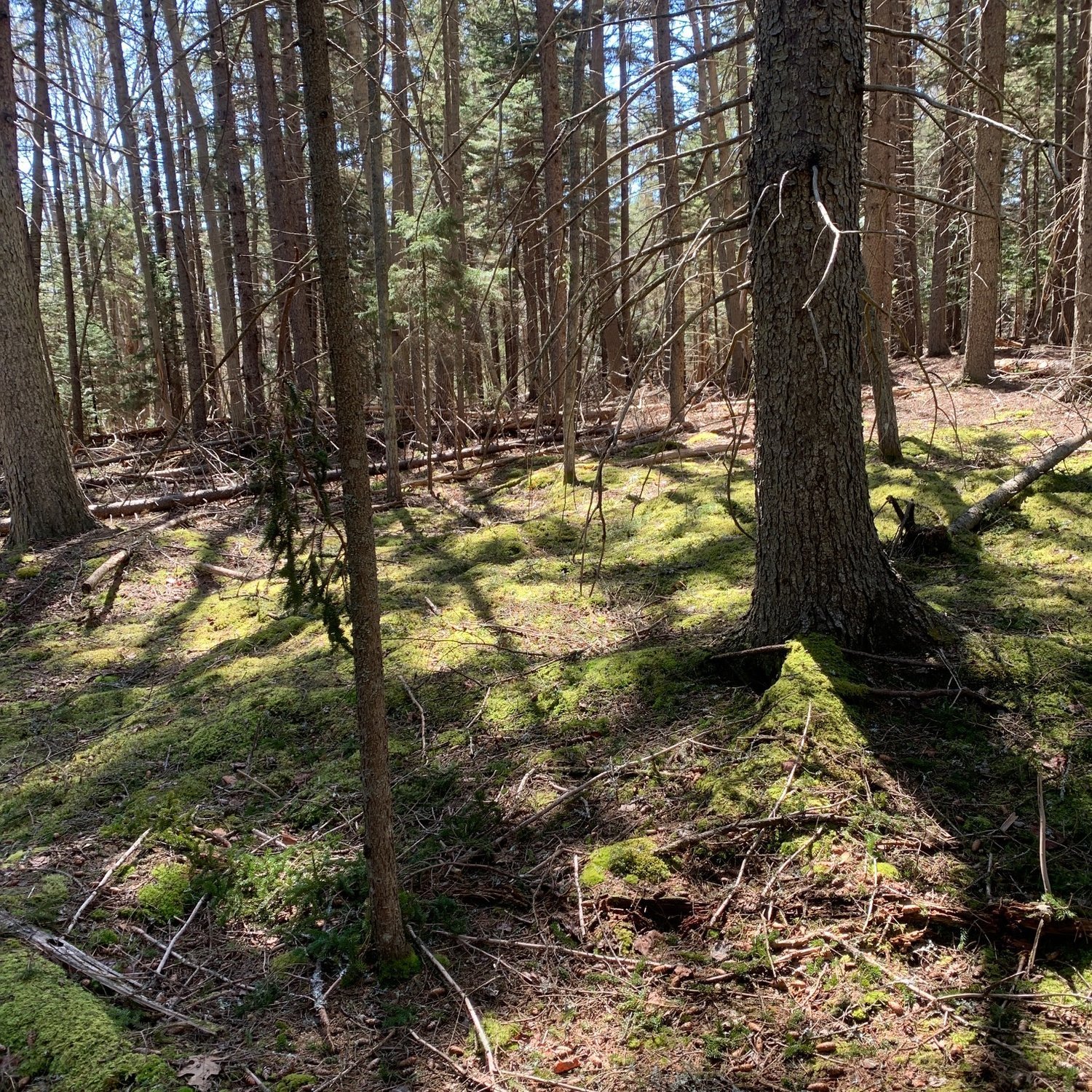 Hayden Hill, Chebeague