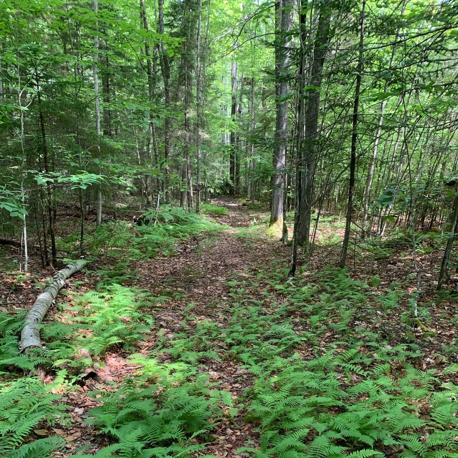 The Sheep Pasture, Chebeague