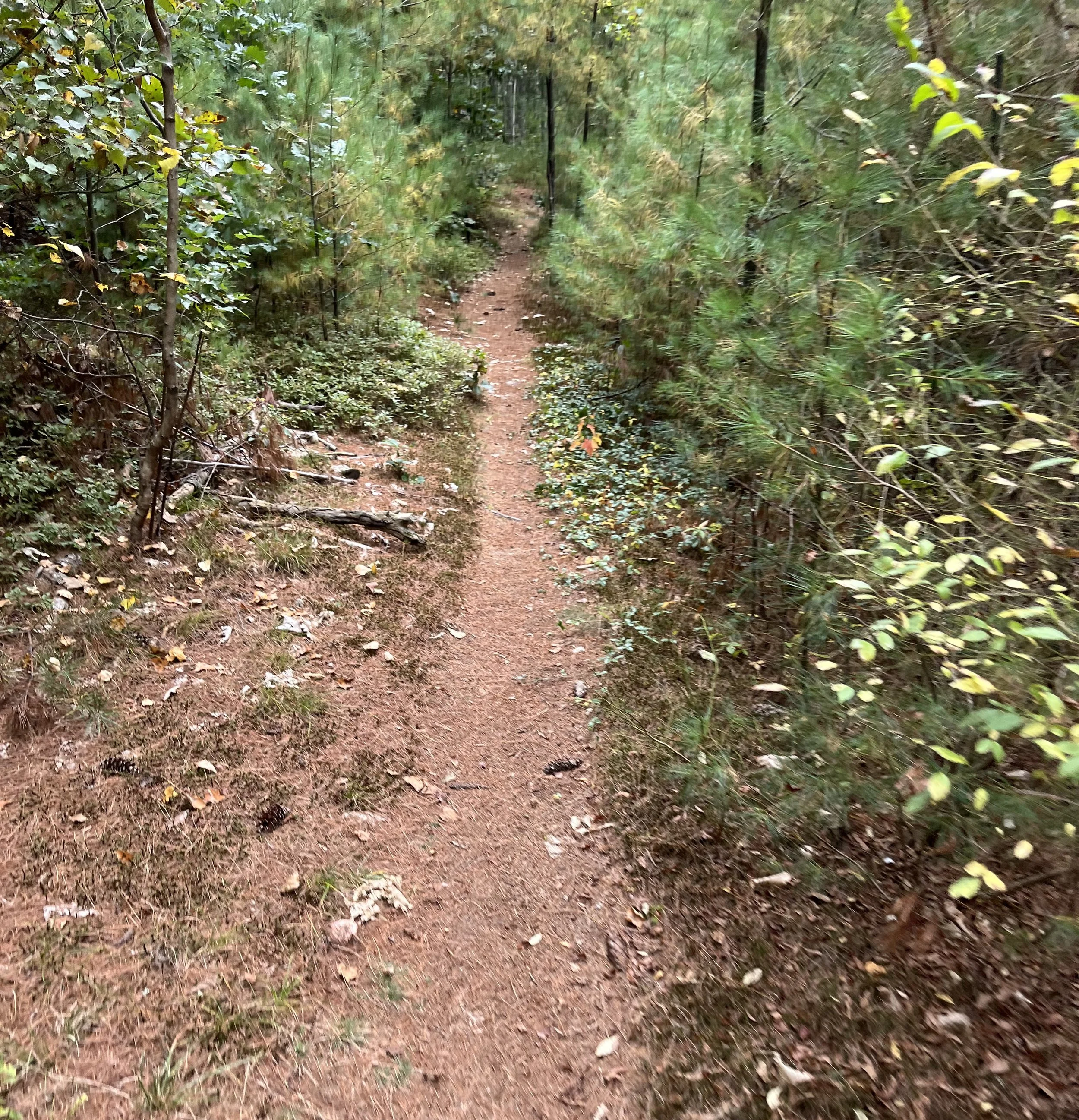 Farwell Forest, Cumberland