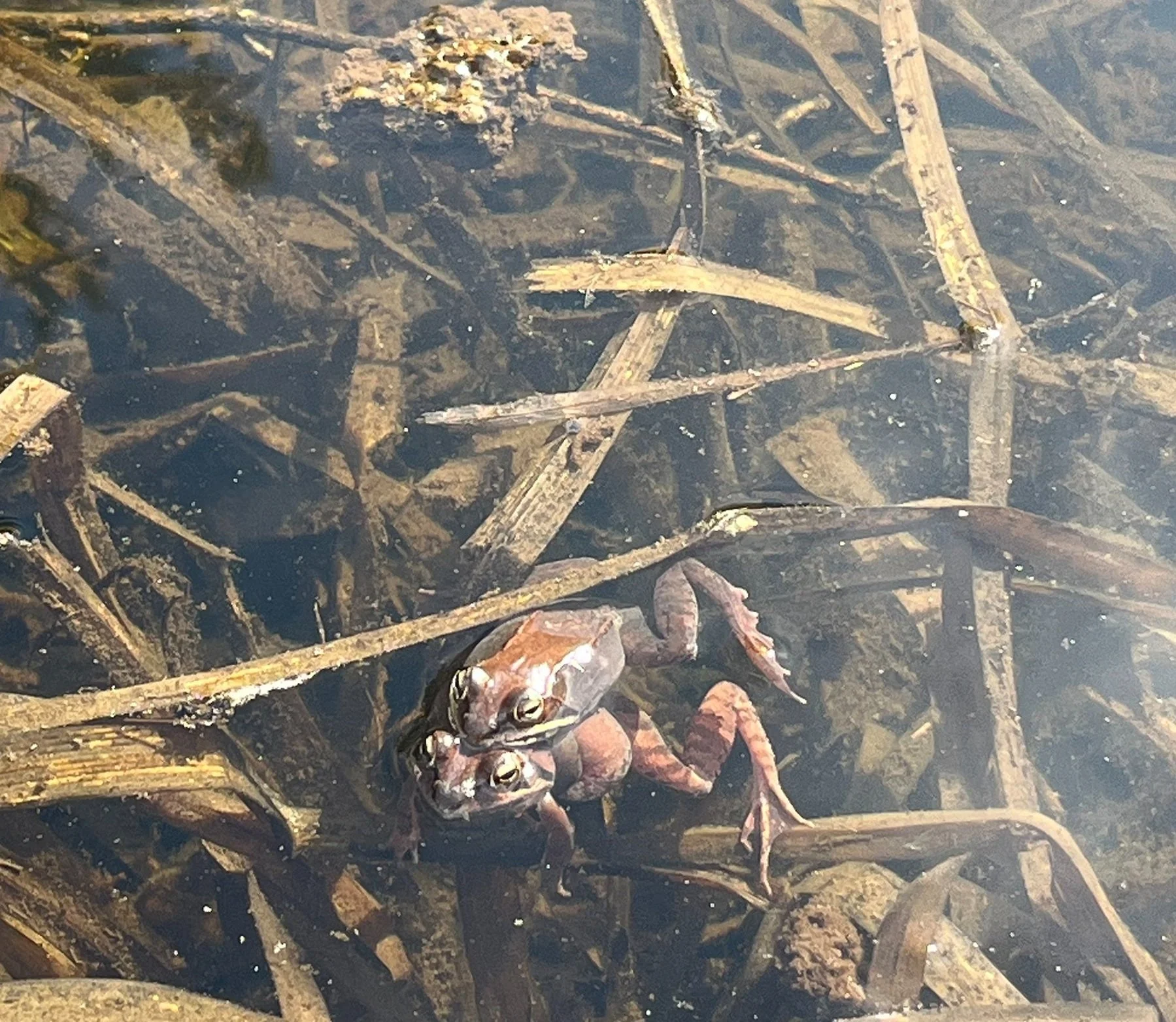Frog Pond & Salamander Swamp, Cumberland