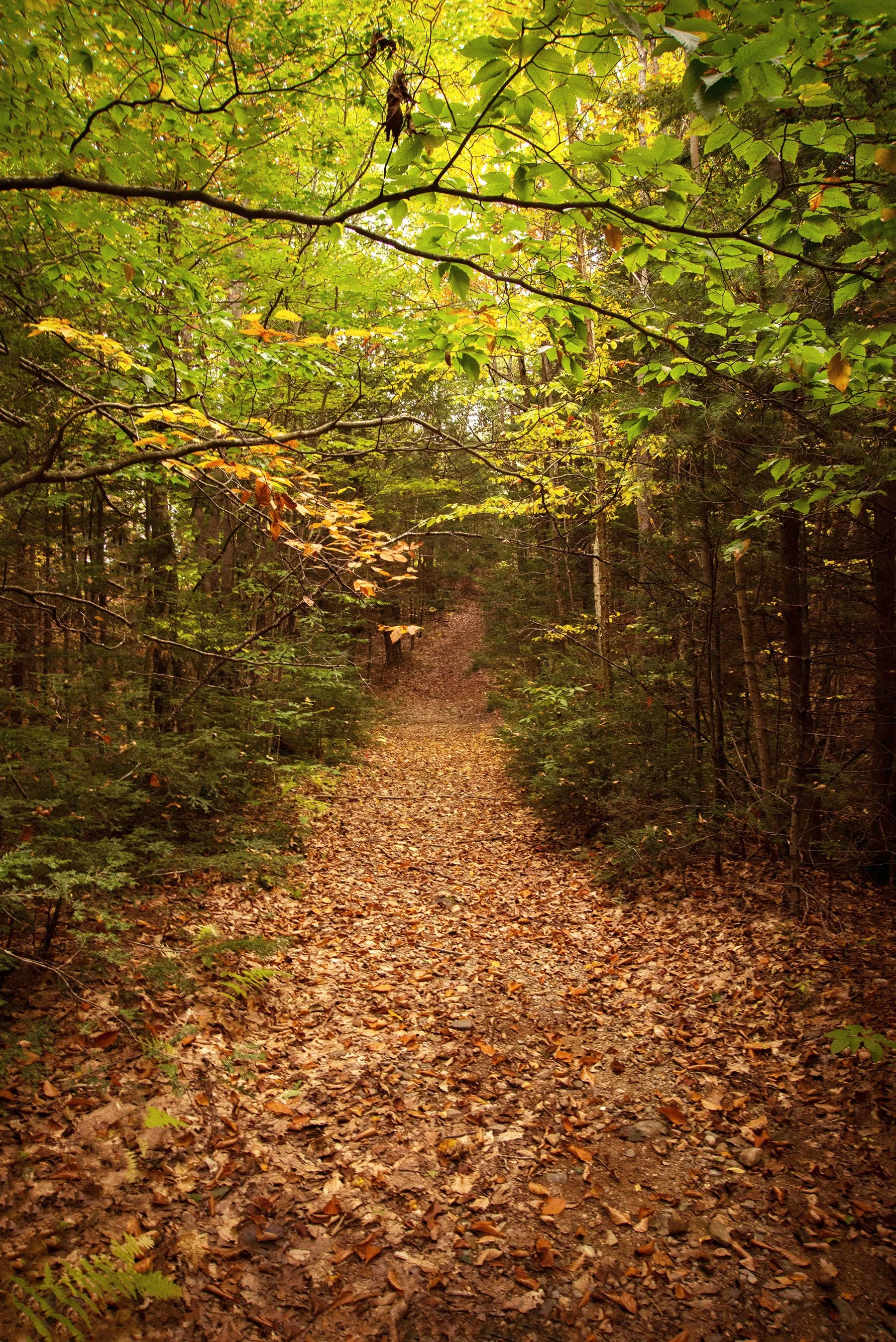 Rock Ridge NEW — Chebeague & Cumberland Land Trust