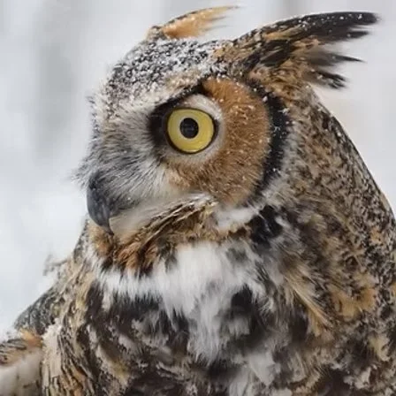 Owls: Silent Hunters of the Night