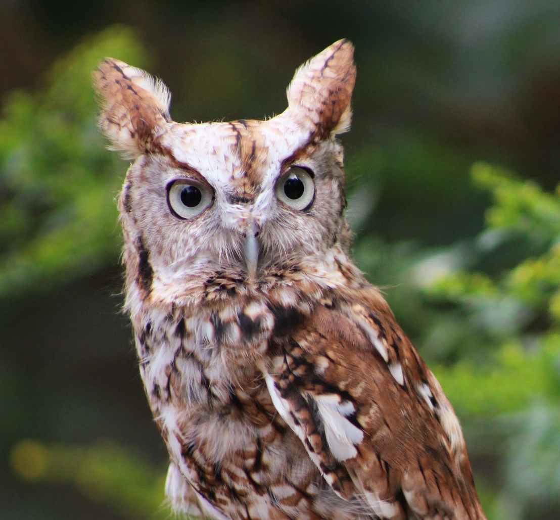 Owls: Silent Hunters of the Night