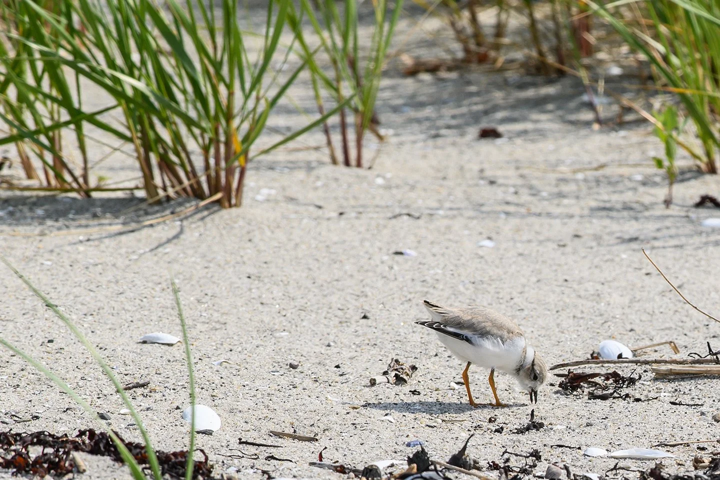 Native Vegetation Planting at Indian Point