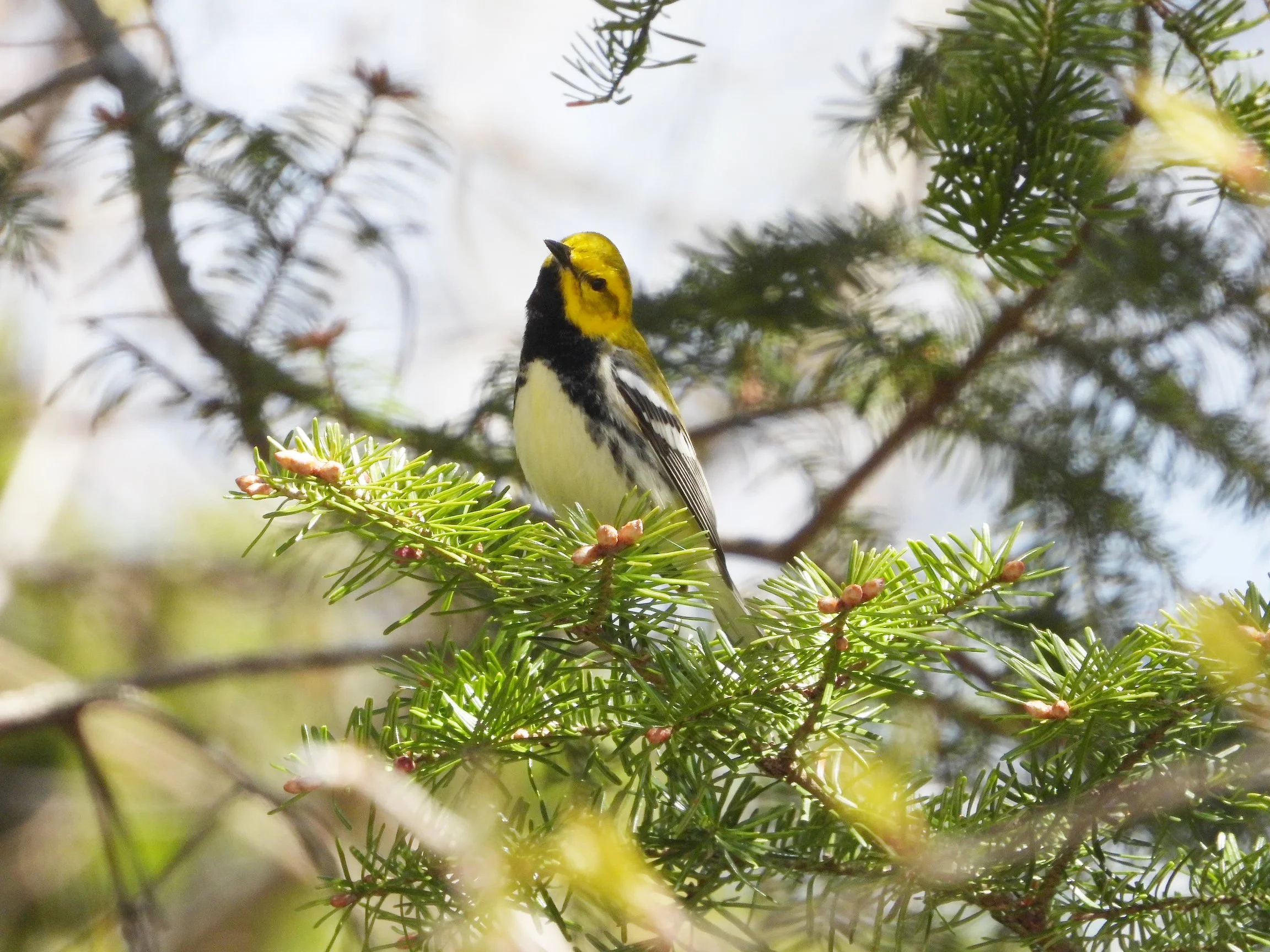 blackthroatedgreen (1).jpg