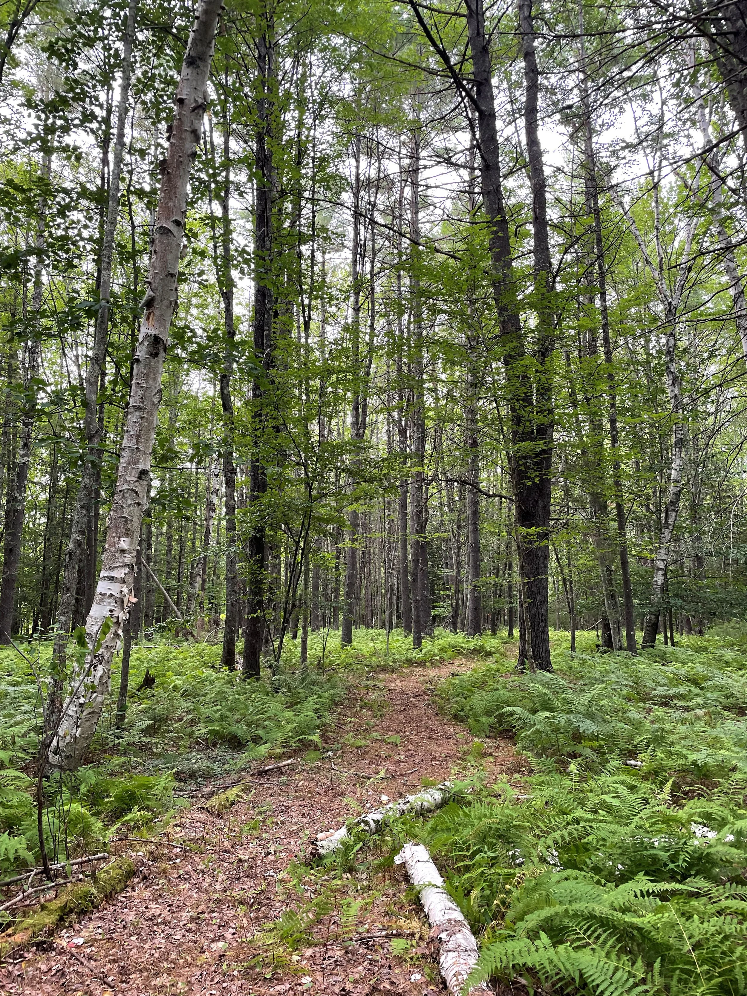 Copy of IMG_8400.jpg