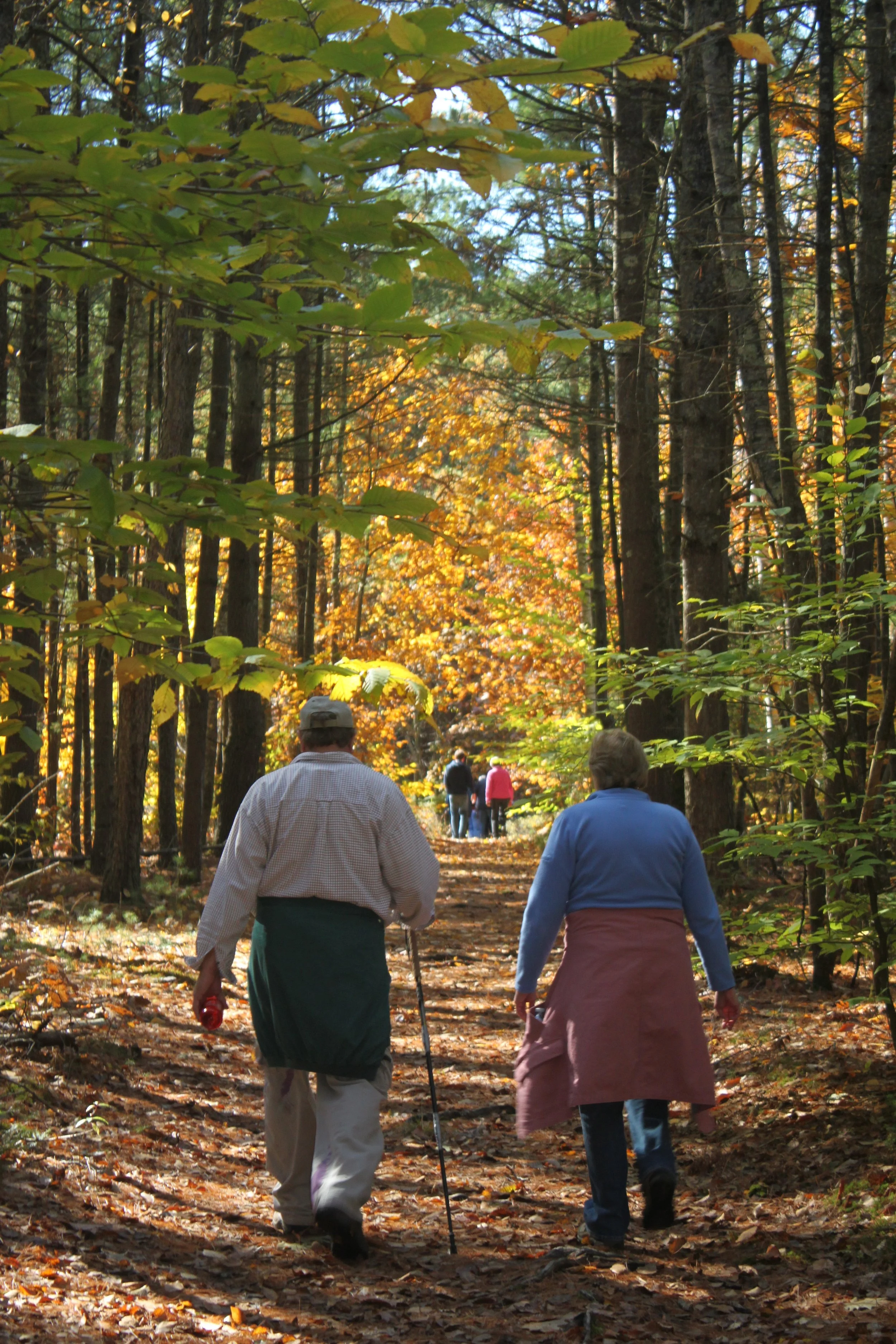 Farwell Forest (Penny Asherman) 5.jpg
