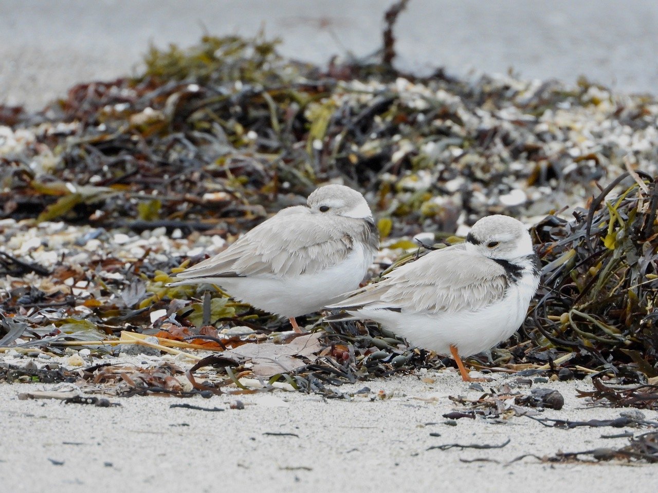 Celebrate the Indian Point Restoration Project