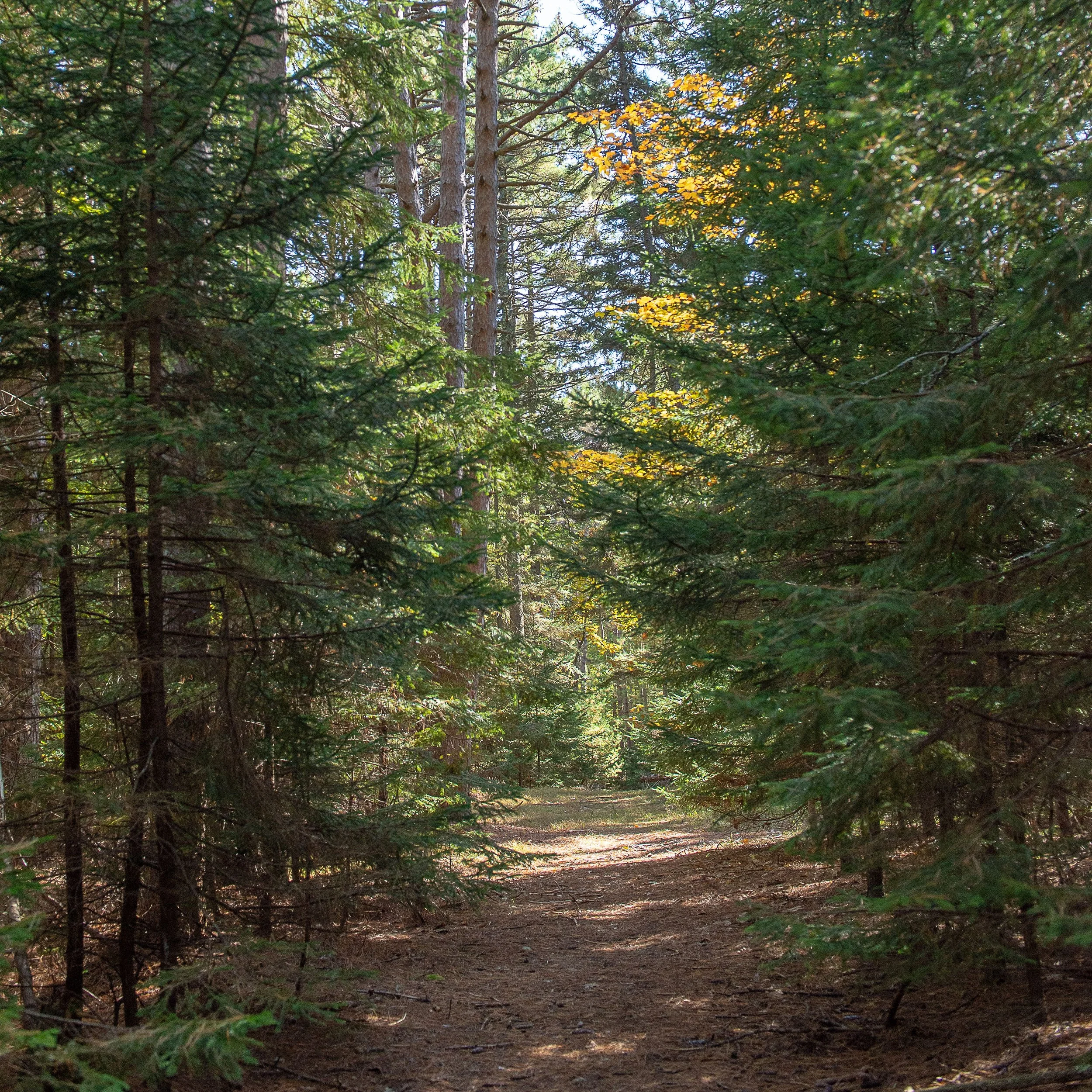 Concert in the Woods with the MacBeth Concert Series