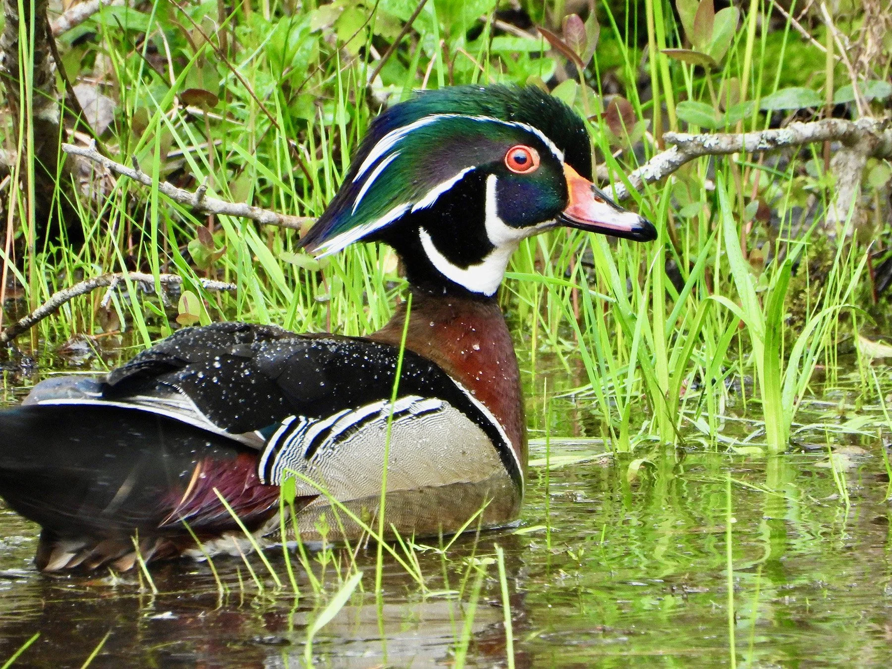 Krista Hayward wood duck 053026.jpg