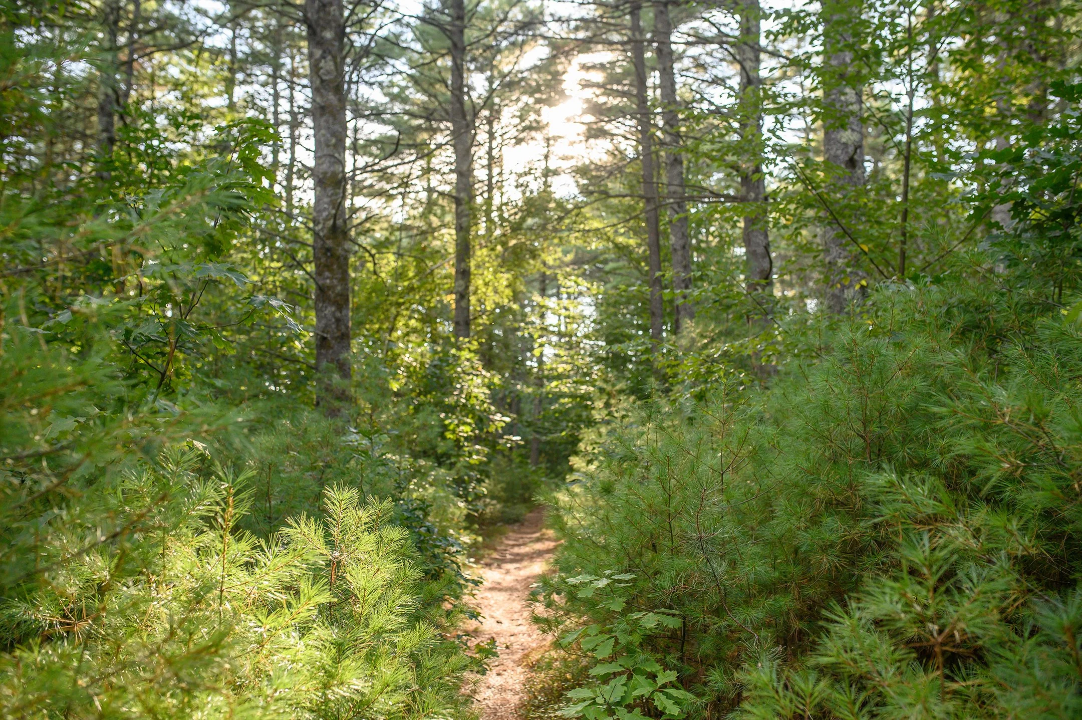 FarwellForest_0024.jpg