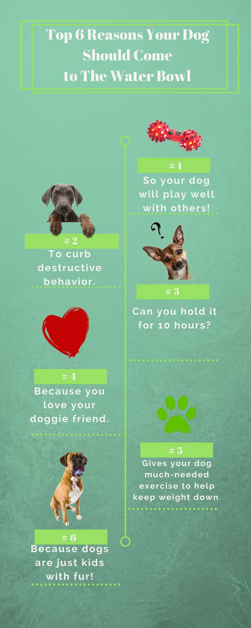 Why Do Dogs Tip Their Water Bowls