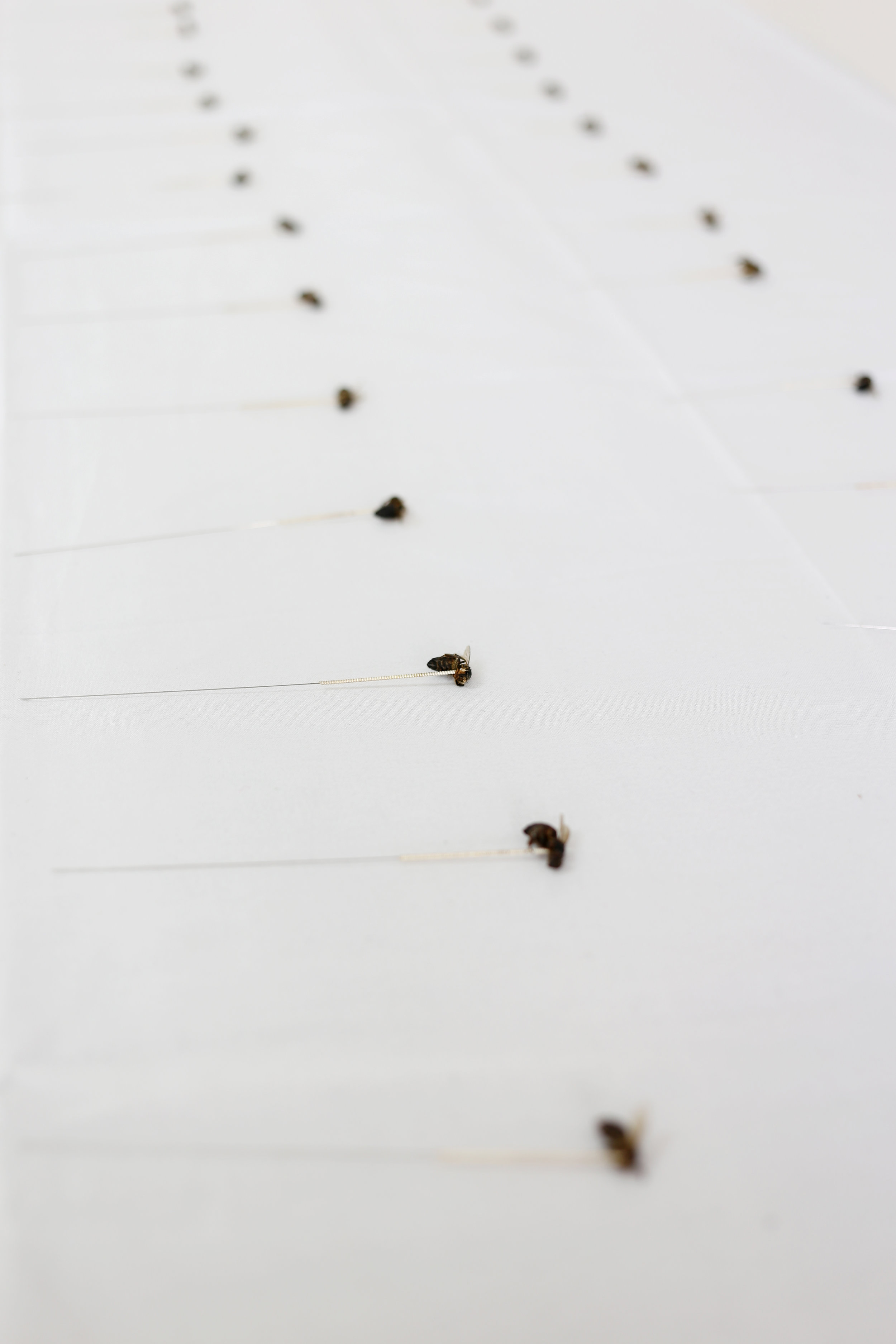 Marina Barsy Janer / (Detalle) Dermis Comunal:Transmutación de una epistemología colonial, 2015 / Video/Instalación / Medidas Variables