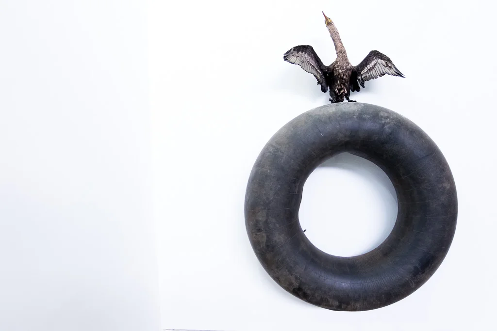 Adolfo Martínez / Sin título, 2017 / Camara nuemática y cormorán negro / Medidas variables