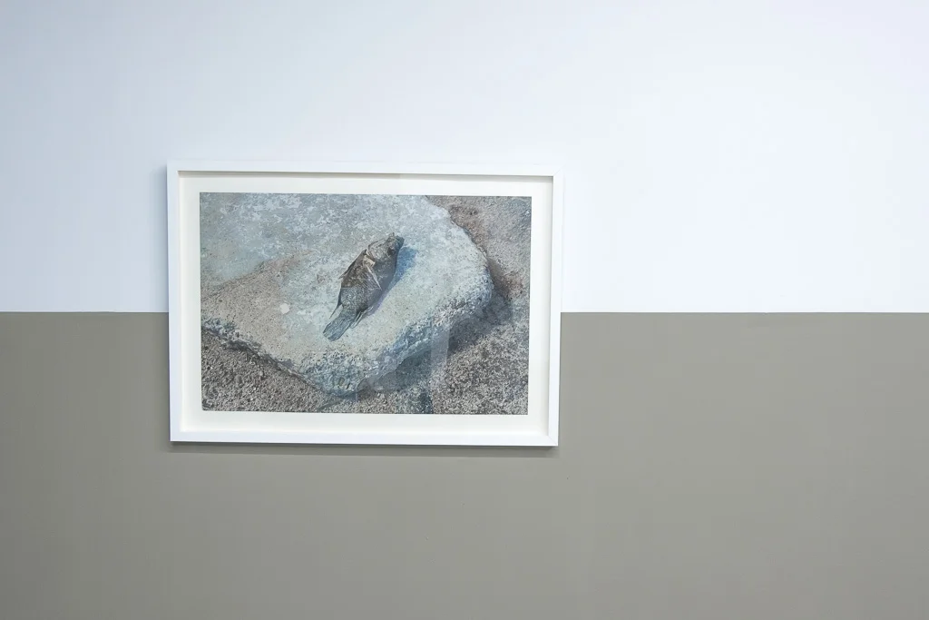 Tóxicos / 2015 / impresión digital sobre papel de trapo / 25 1/2” x 35 1/2“