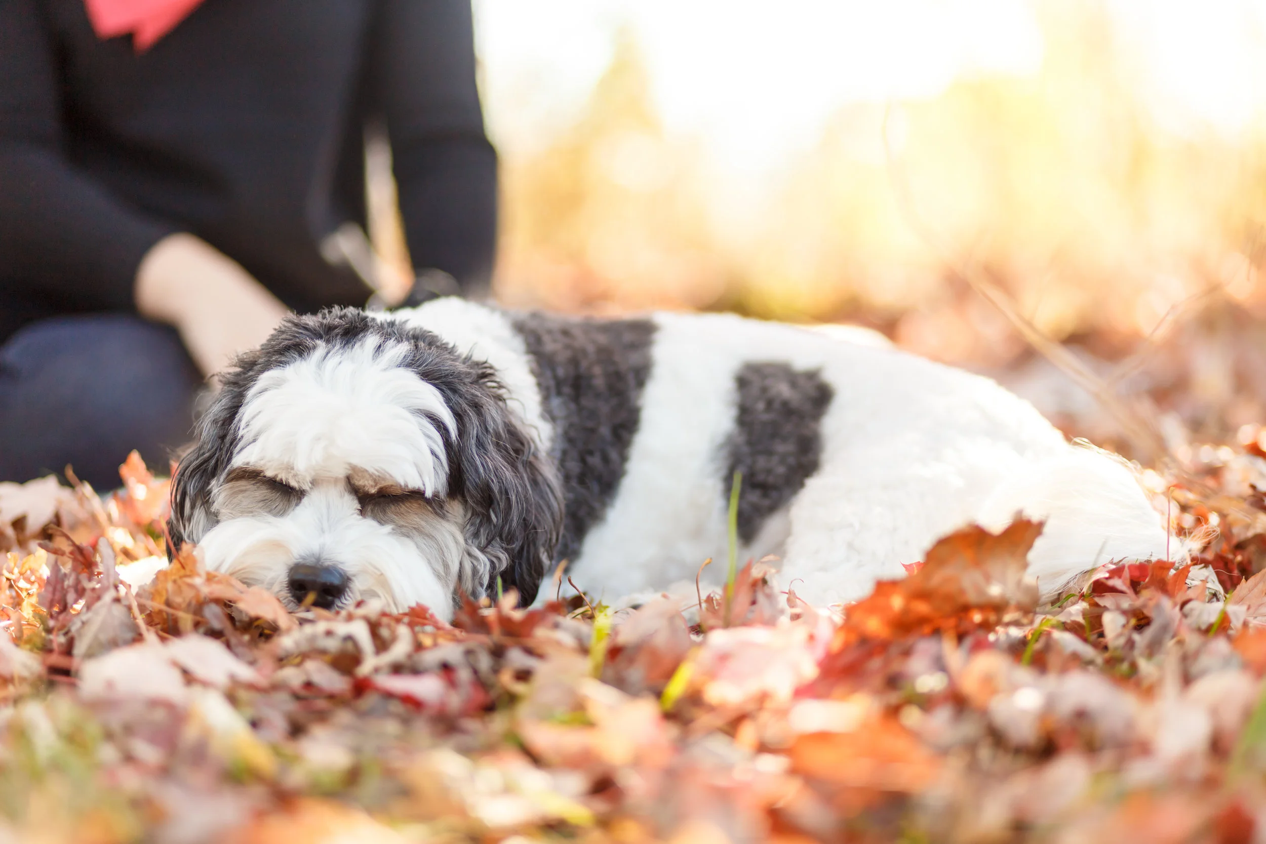 5 Things I'm Thankful for on Thanksgiving | Photo by Kathleen Virginia Page