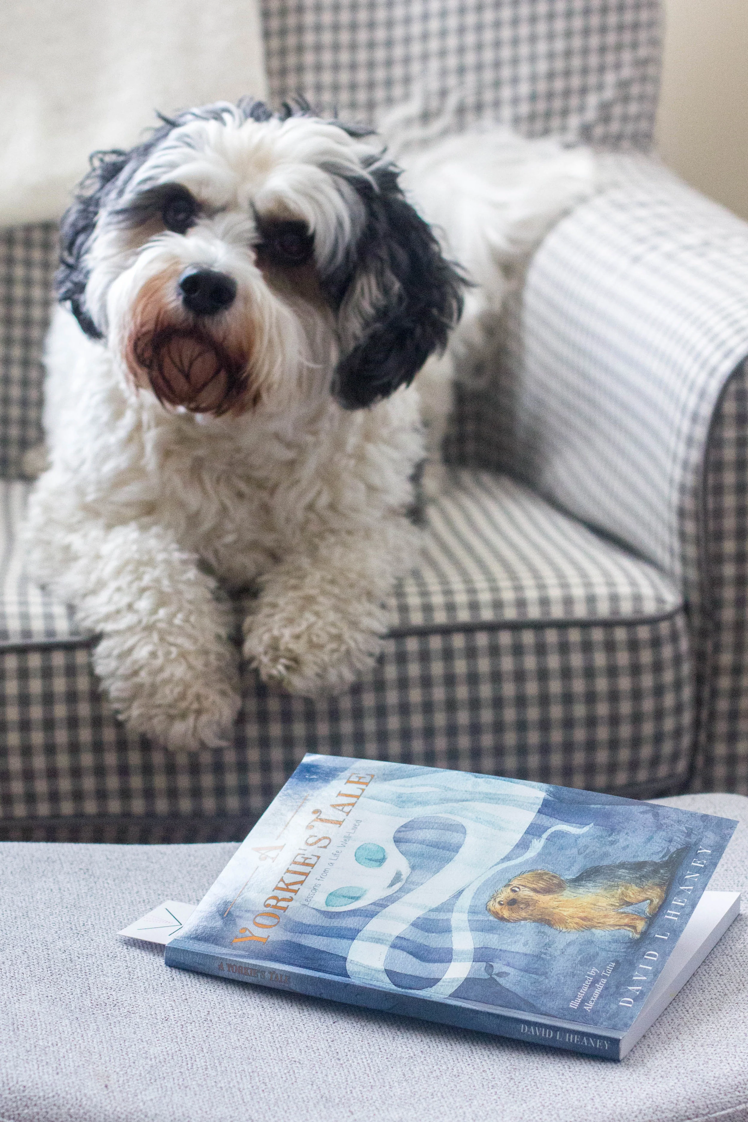 Reading A Yorkie's Tale by David Heaney at home with Huxley