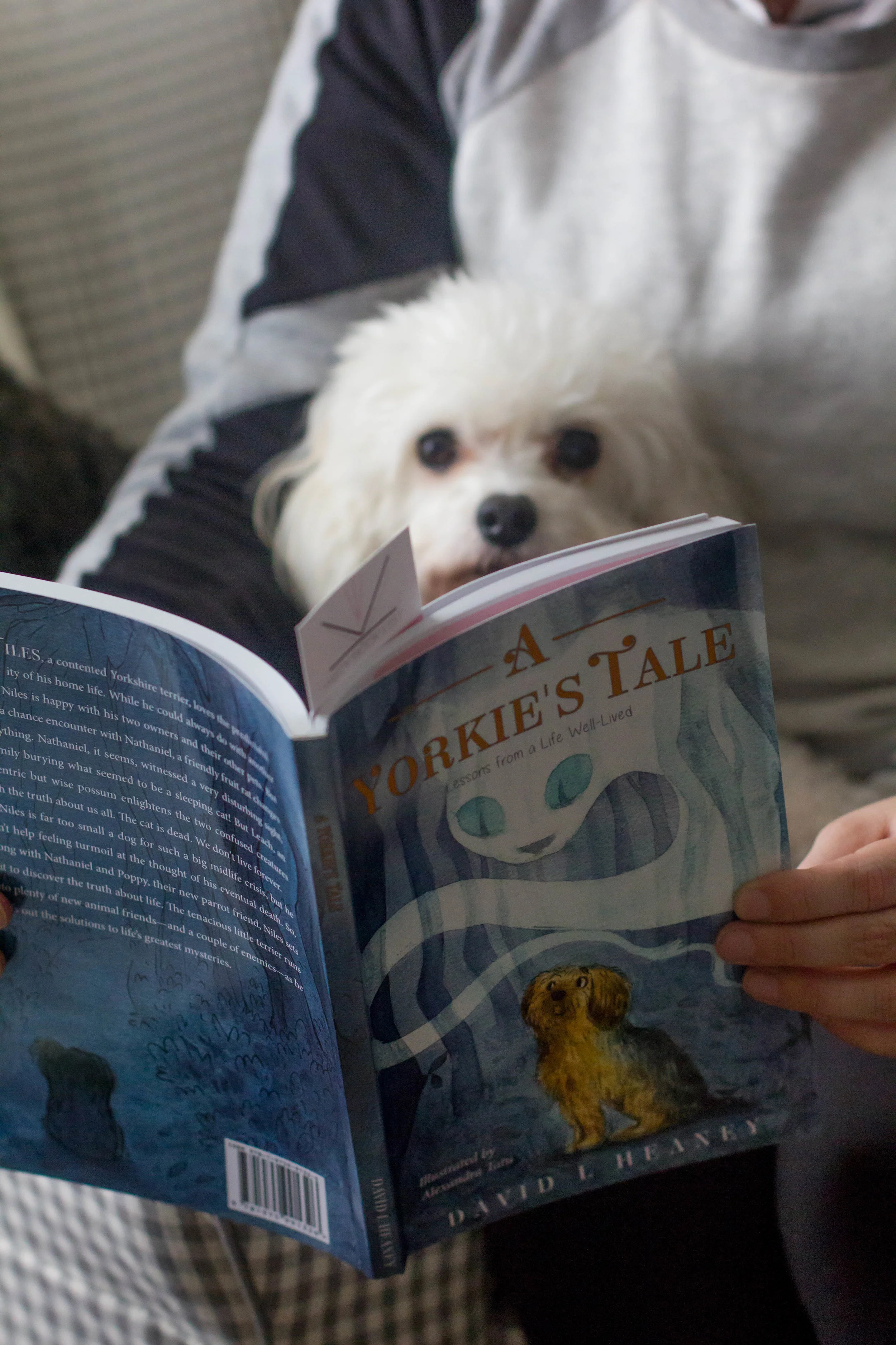 Reading A Yorkie's Tale by David Heaney at home with Truman
