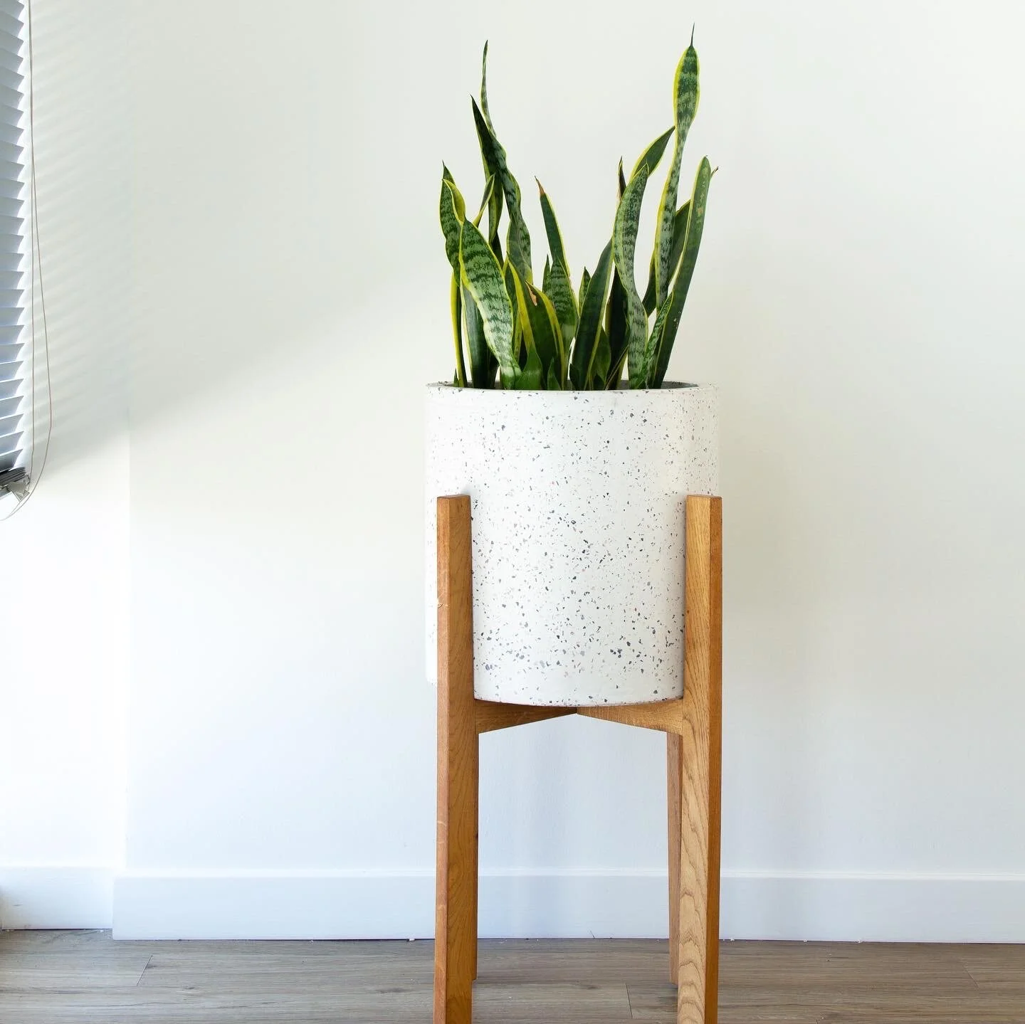 At Home with the Hastys - House Plants