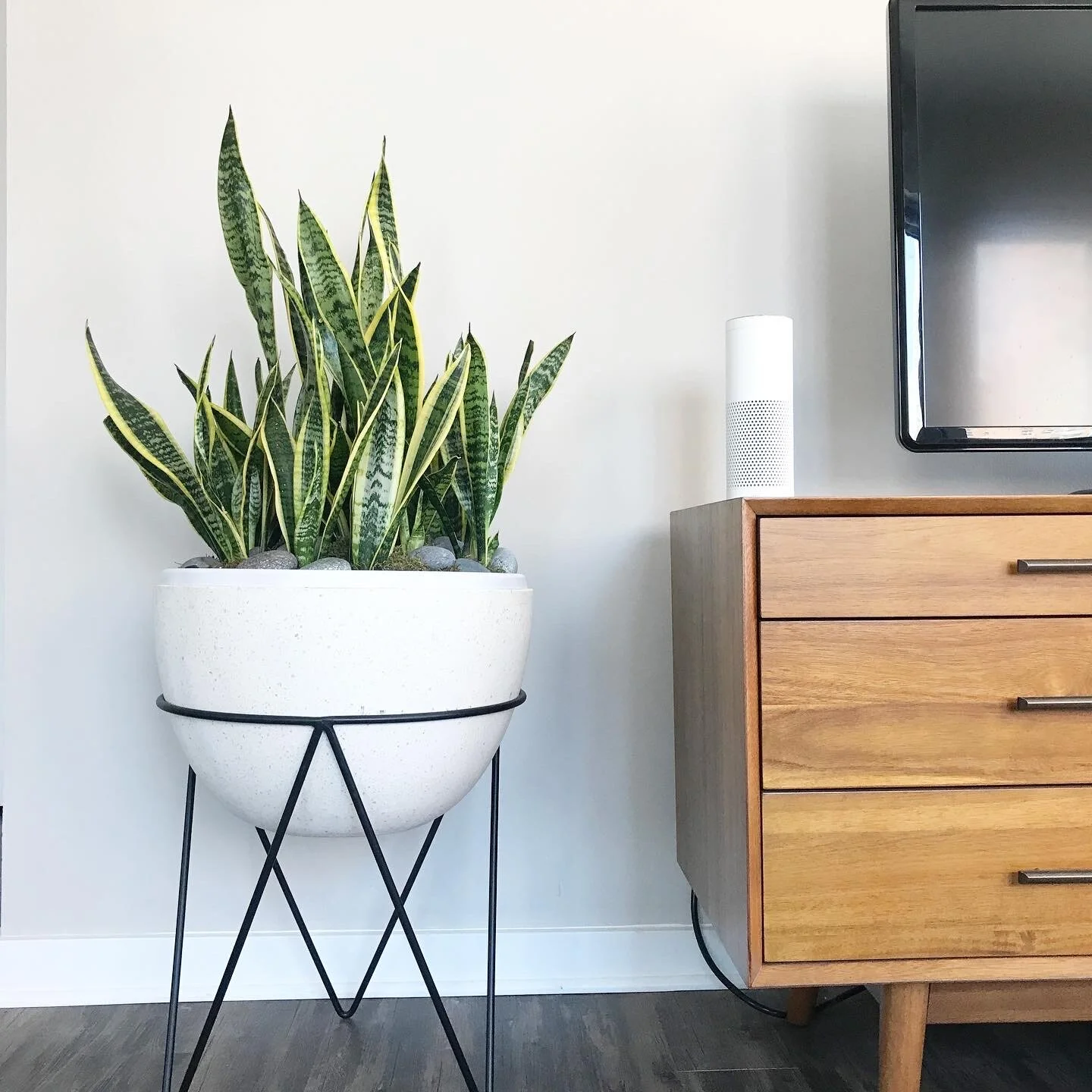 At Home with the Hastys - House Plants