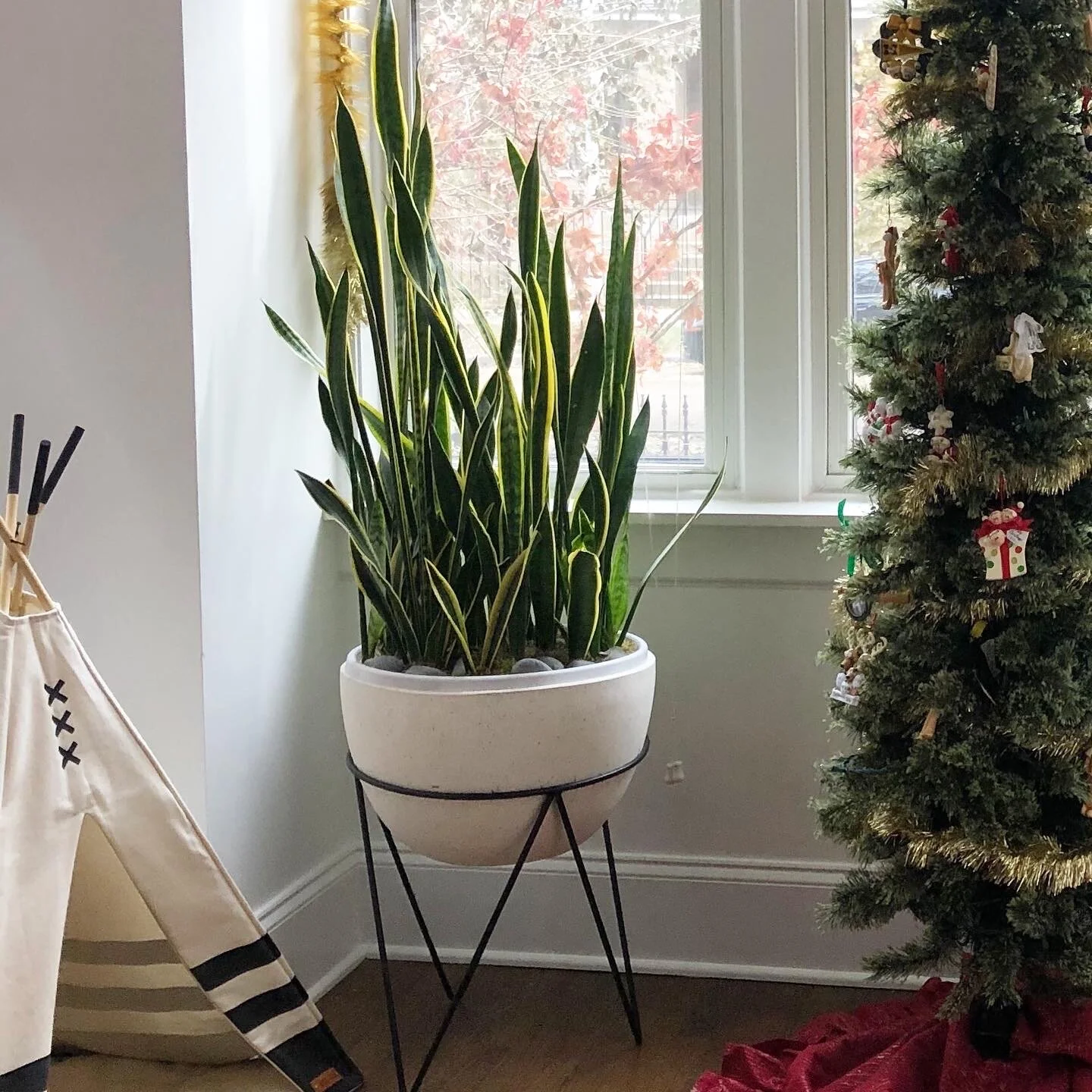 At Home with the Hastys - House Plants