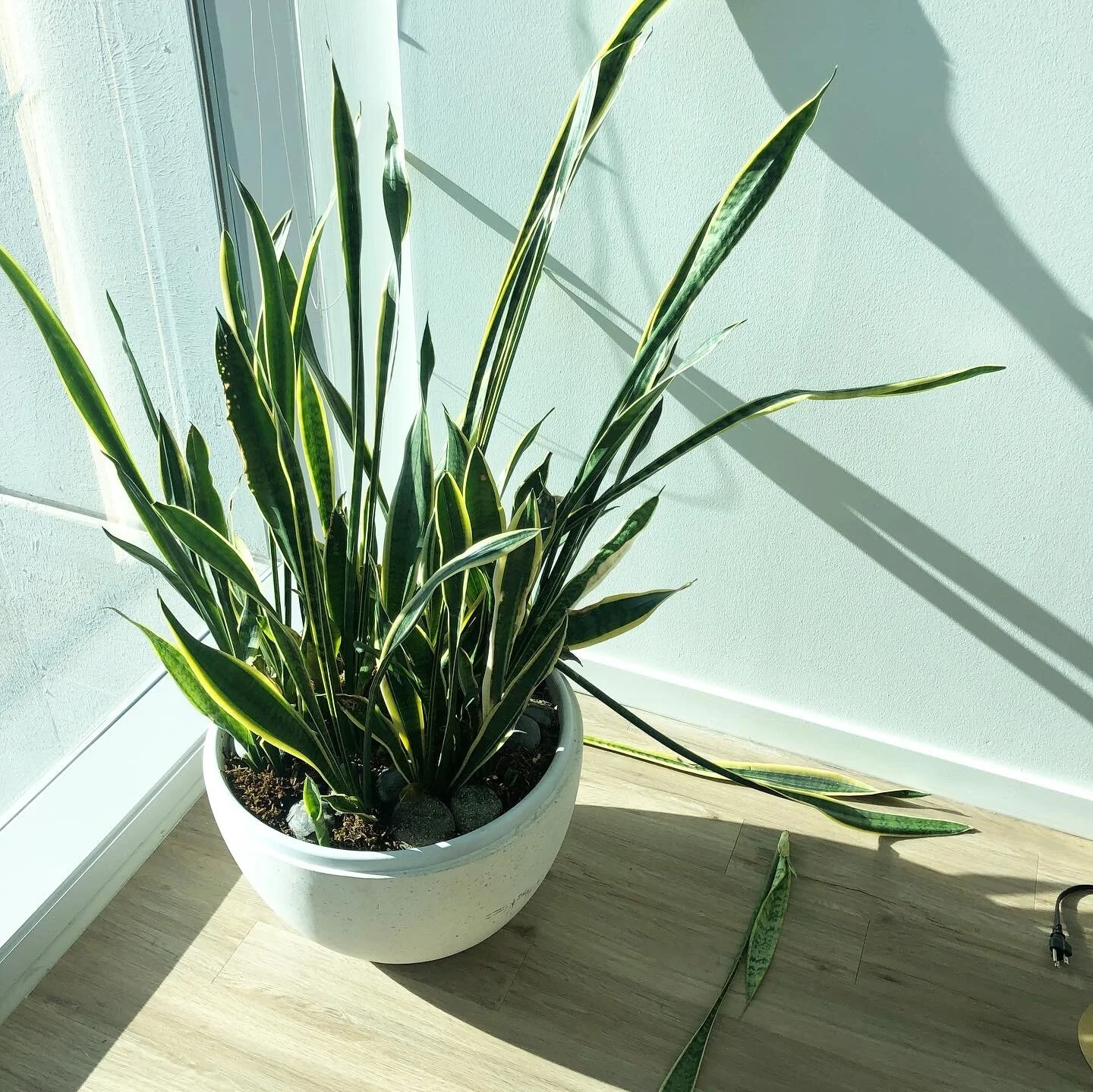 At Home with the Hastys - House Plants