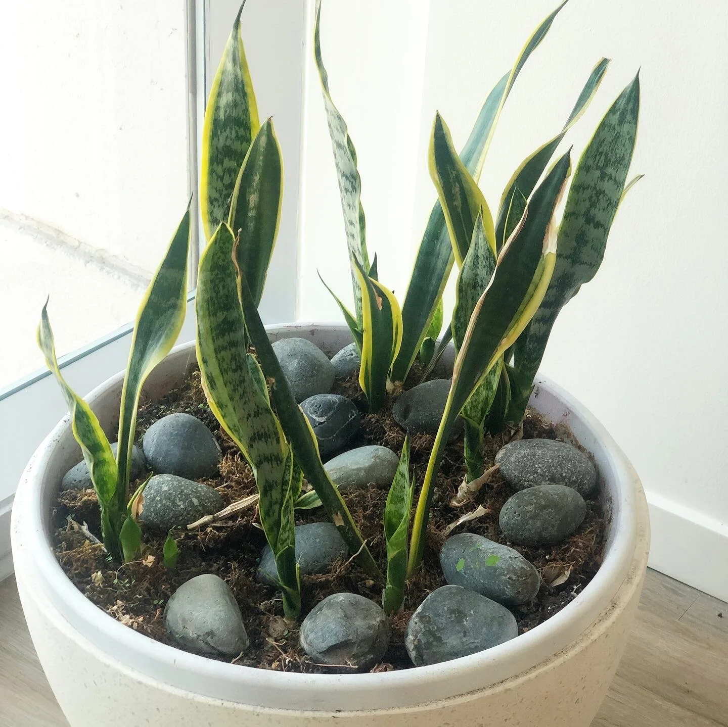 At Home with the Hastys - House Plants